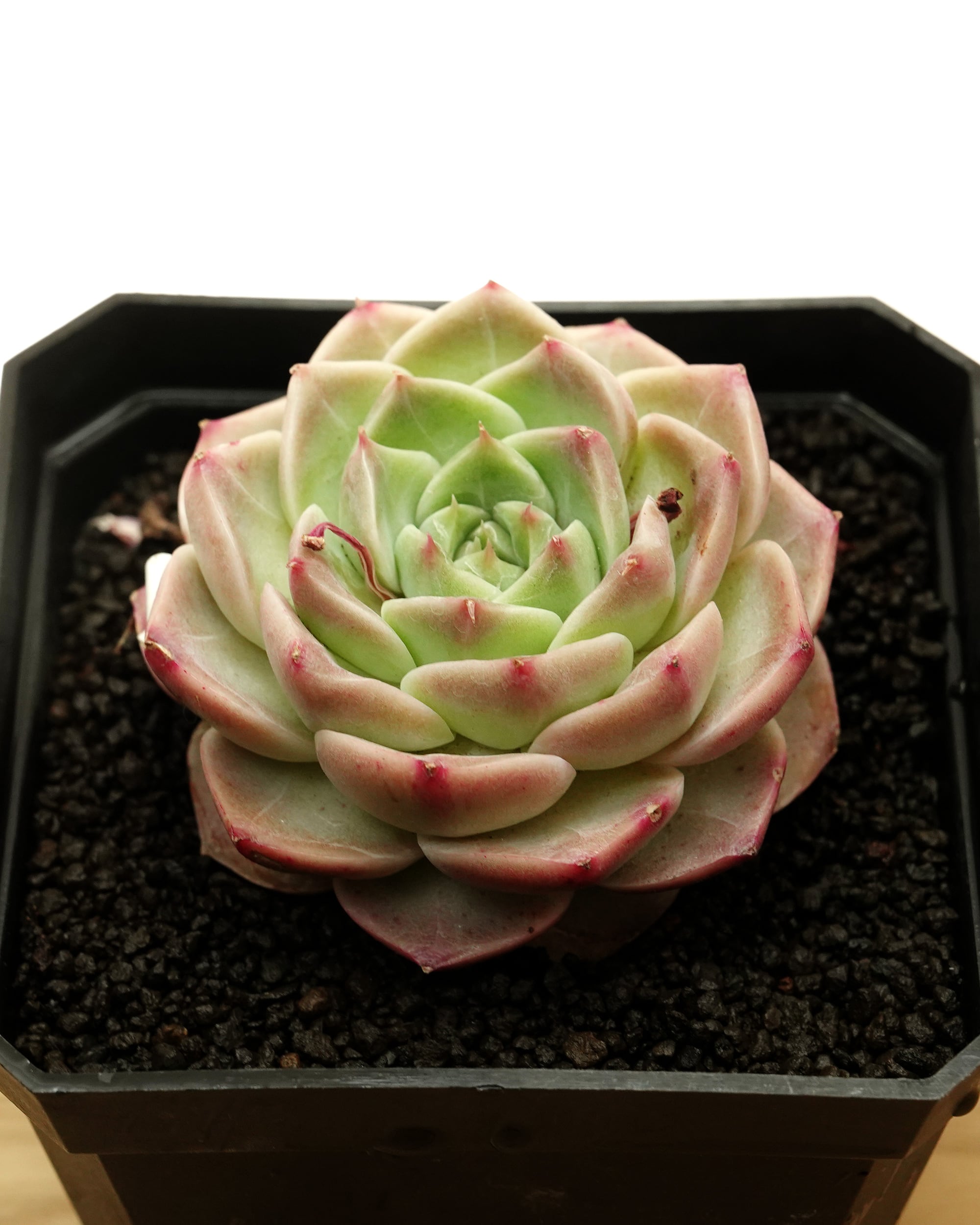 レア度で選ぶ | PUKUBOOK SUCCULENTS