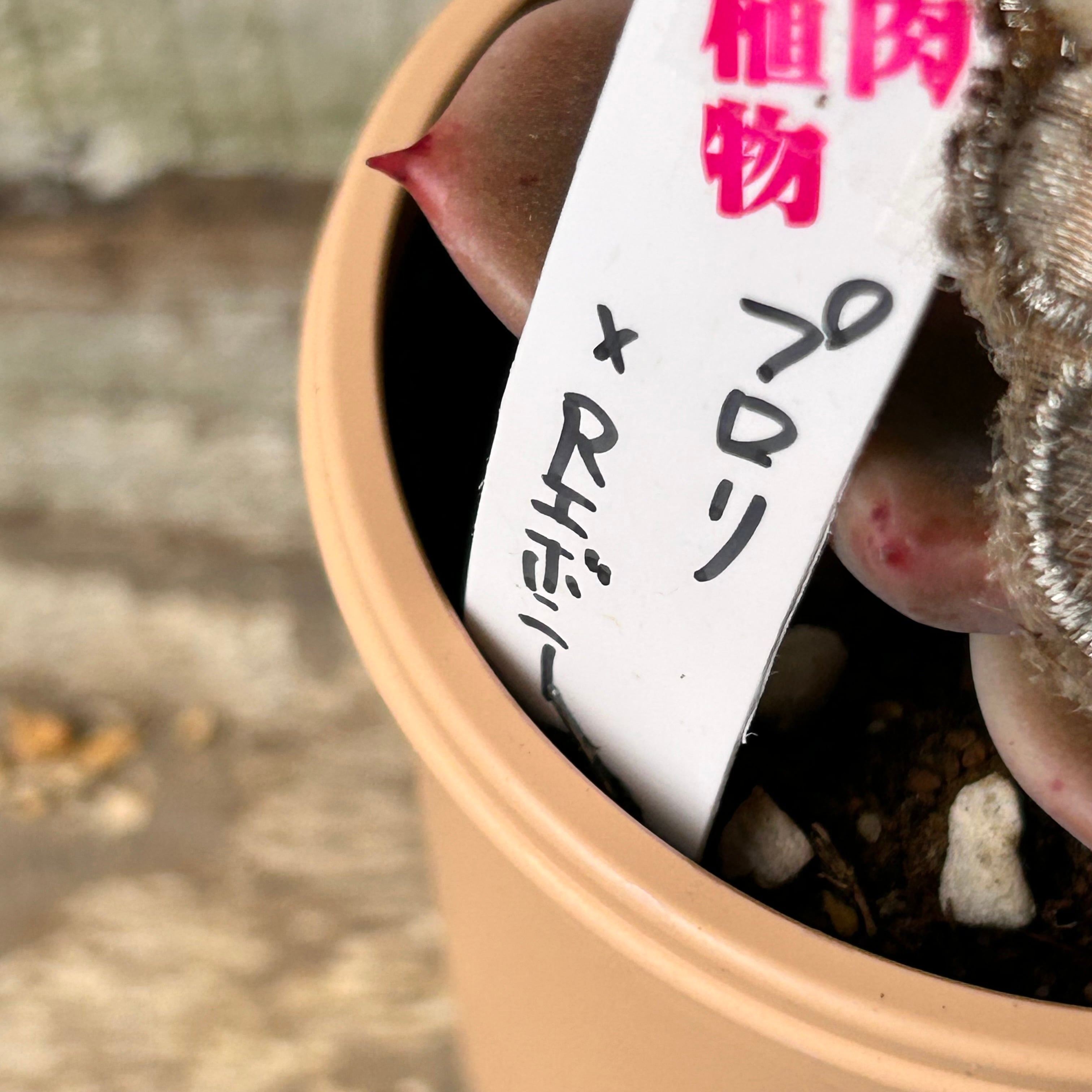 プロリ×Rエボニー | RuPo 多肉植物専門店