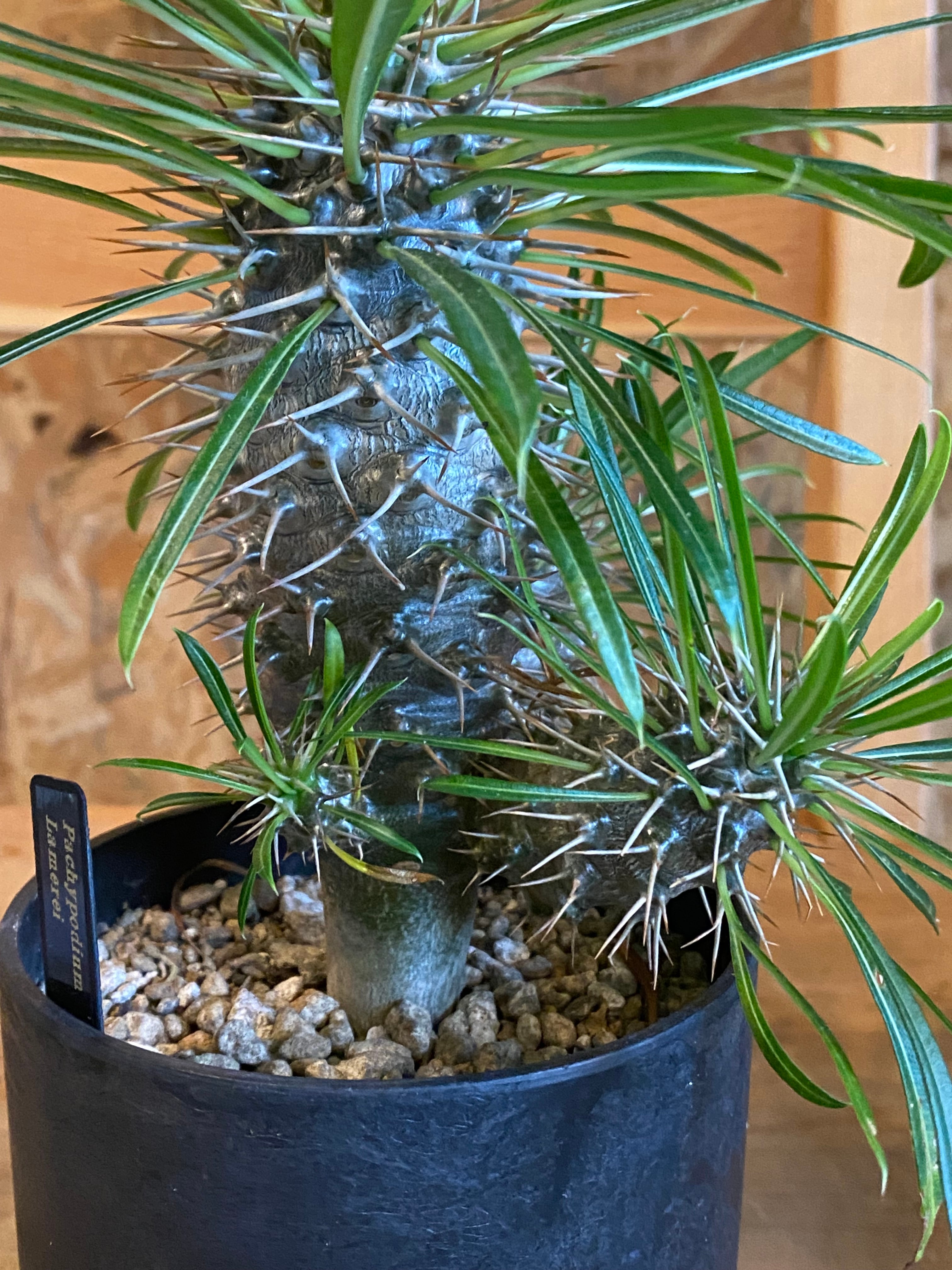 パキポディウム・ラメリー & アートストーン H23cm W20cm 口径10cm