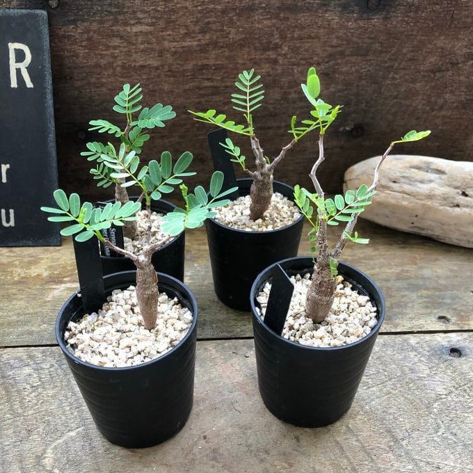 センナ メリディオナリス Senna meridionalis コーデックス 塊根植物