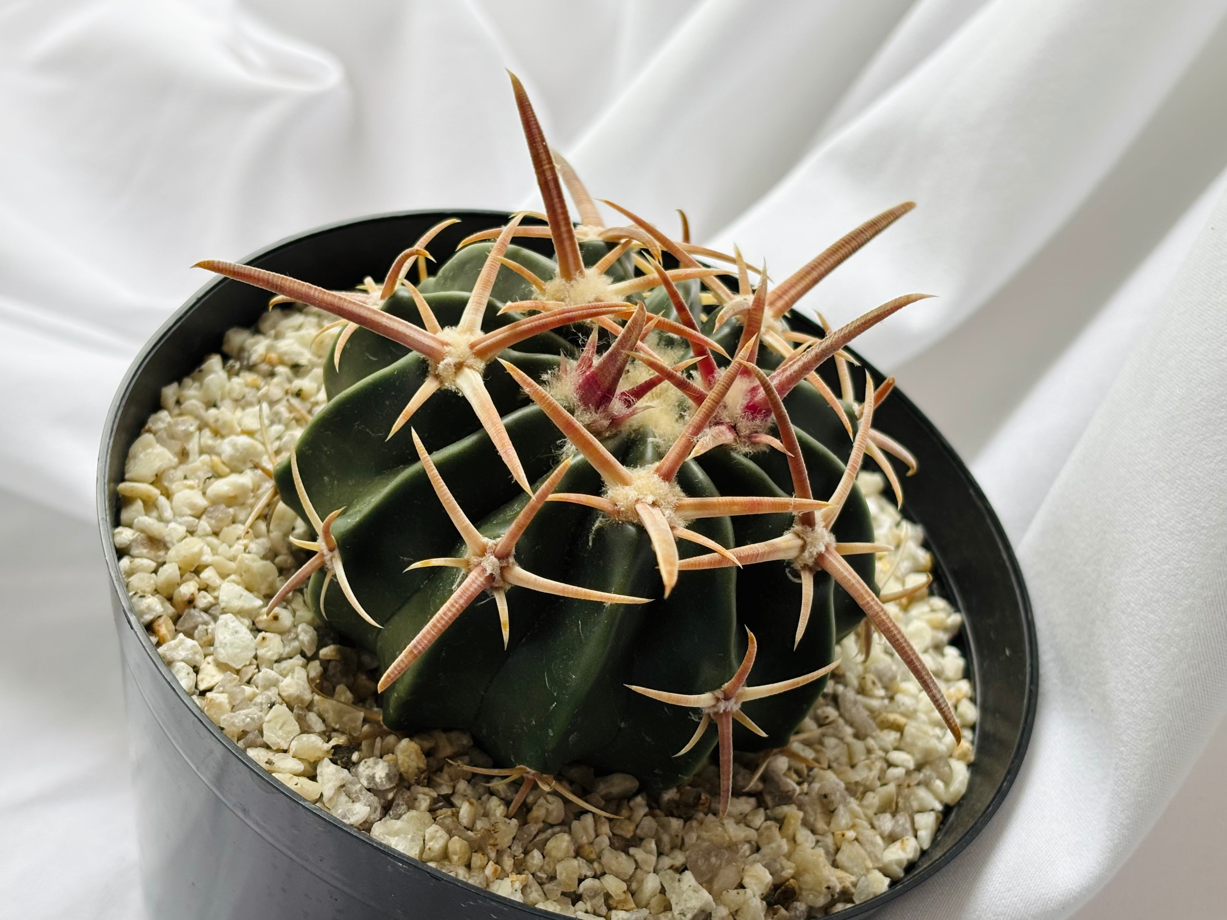 Echinocactus texensis エキノカクタス 綾波 王綾波 サボテン | plants
