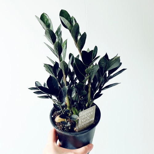 【新品種】ザミオクルカス ダークザミクロ 矮性レイヴン 観葉植物