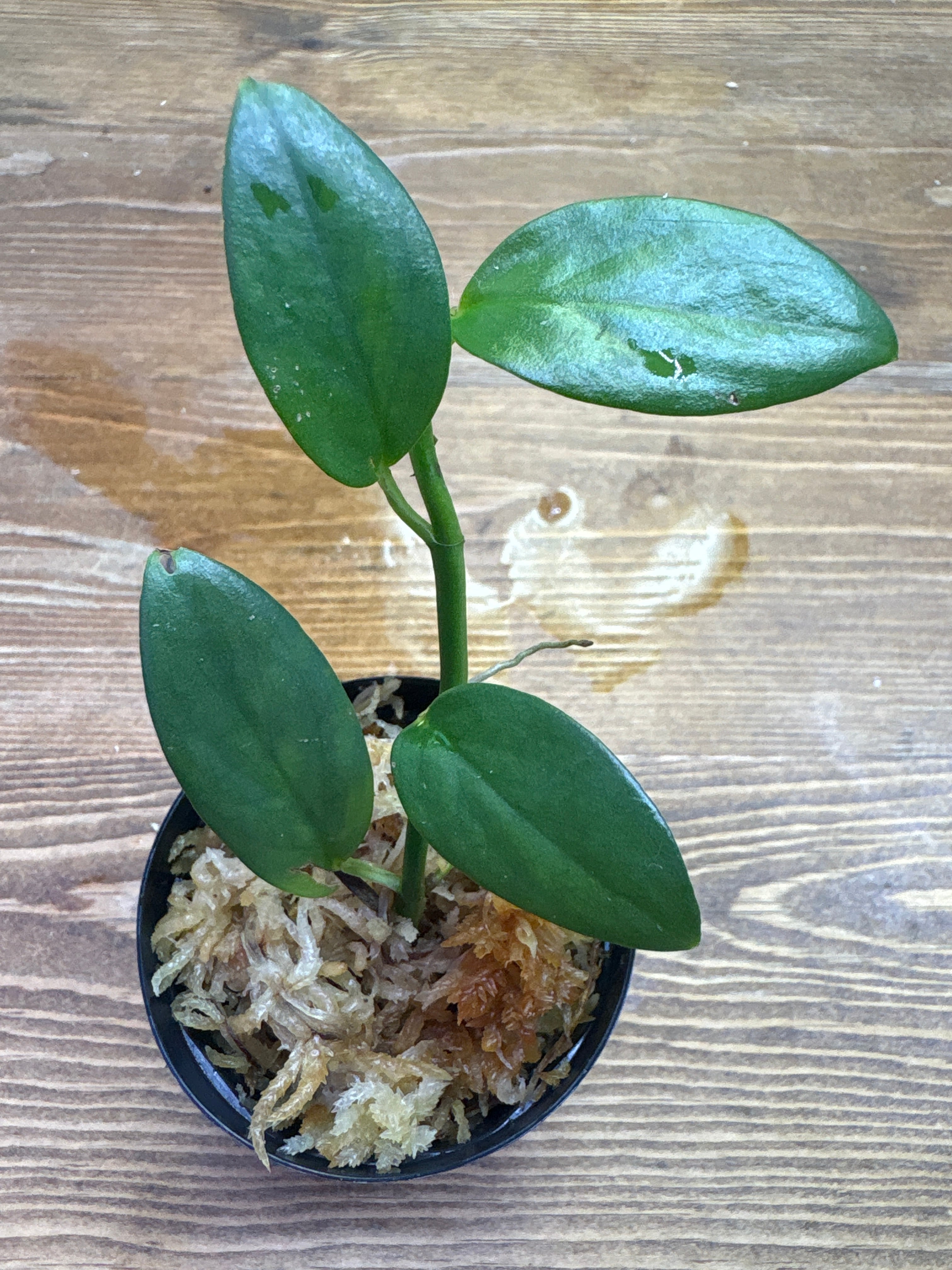 Homalomena hyb. 濡鳥×スラウェシナロー(神畑)【YR2301-f1】①