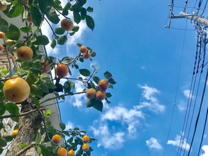 都立大学の柿の木