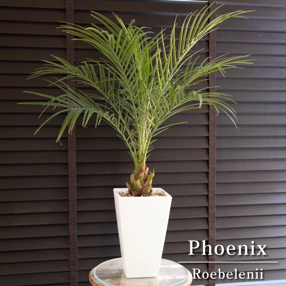 ロべ フェニックス ロベレニー 5号 コンパクト Phoenix roebelenii ヤシ 南国 観葉植物 0615WH