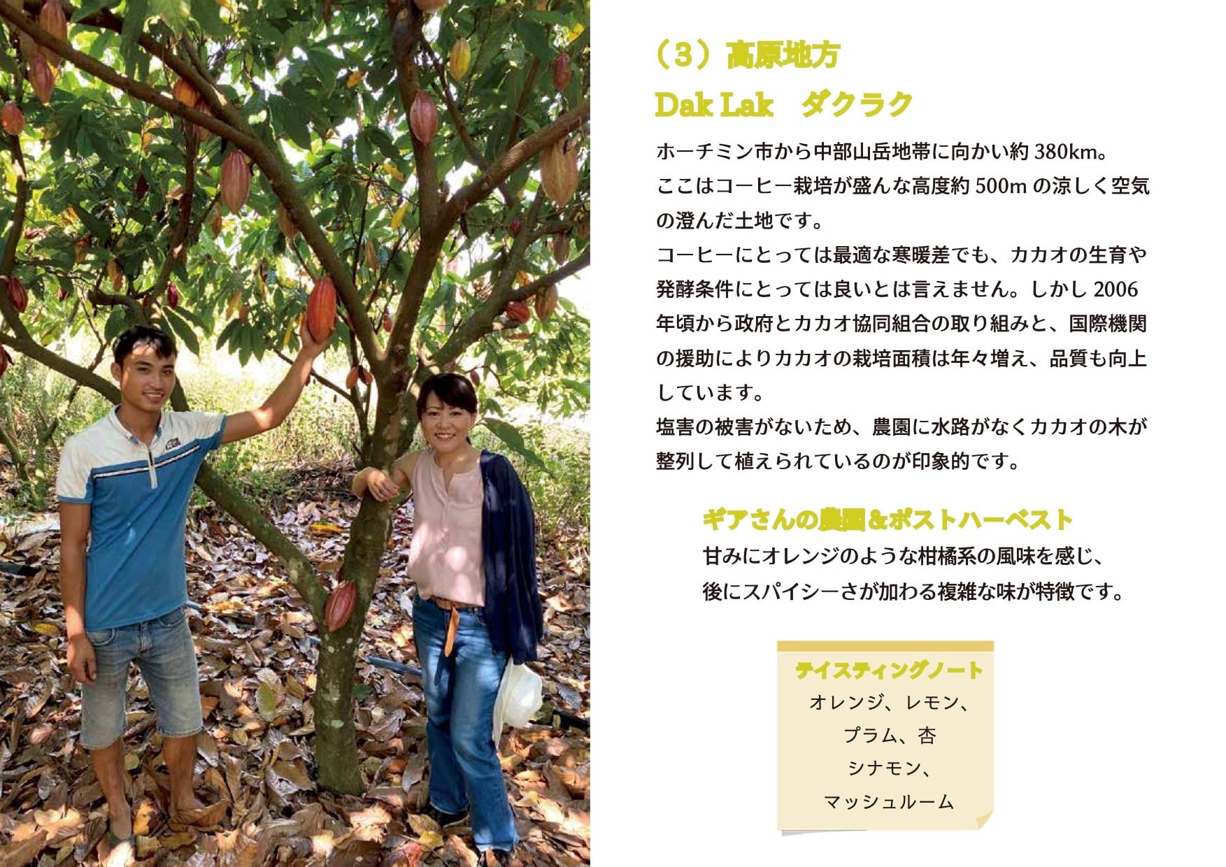 カカオ豆（未焙煎）1kg／袋　バリアブンタウ・ベンチェの農園より直接お届け