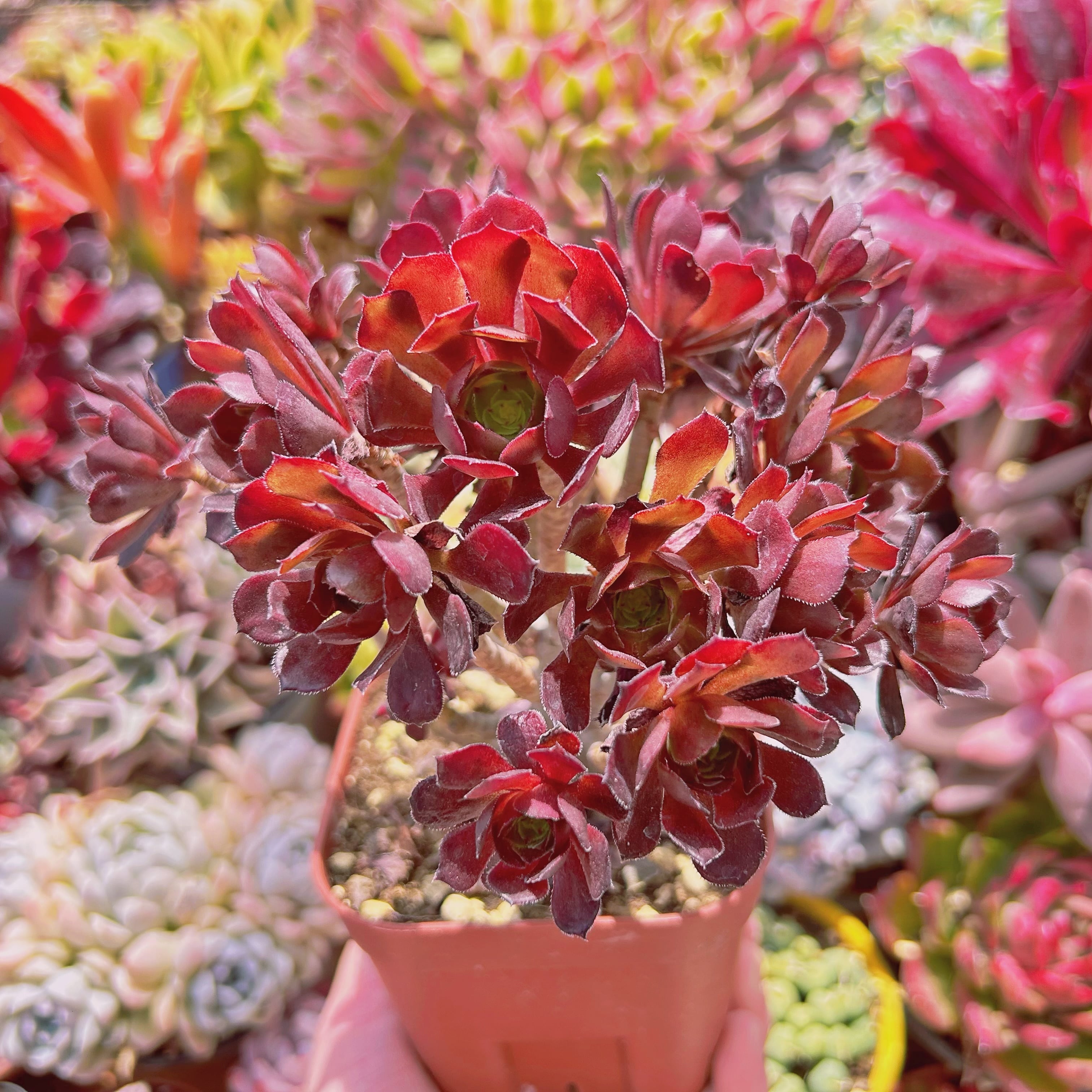 #090現物　多肉植物　黒銅壺　特大　抜き苗