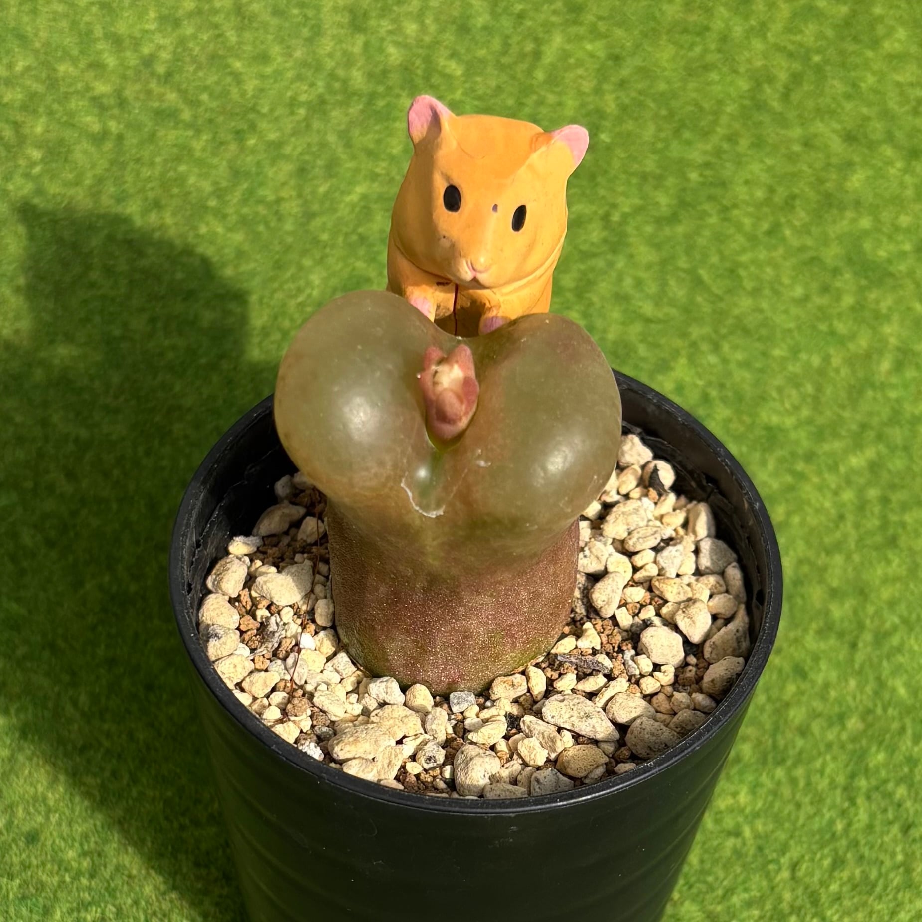 多肉植物 豆彦商店