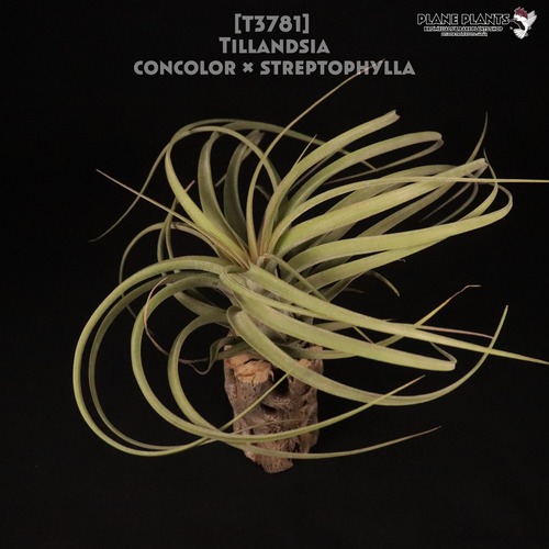【送料無料】concolor × streptophylla〔エアプランツ〕現品発送T3781