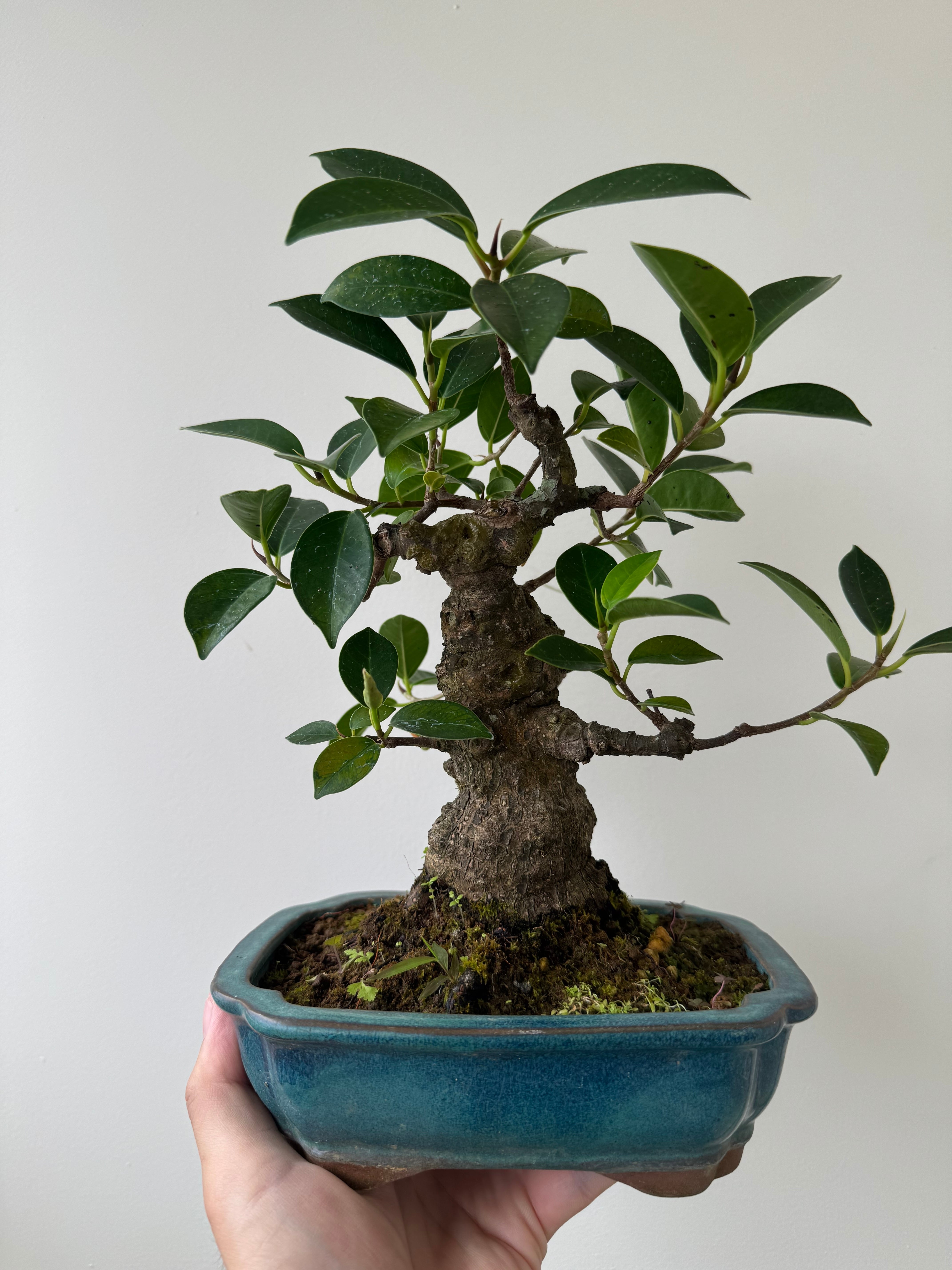 琉球盆栽】Ficus microcarpa【古木ガジュマル】 | 青坊主-aobouzu-