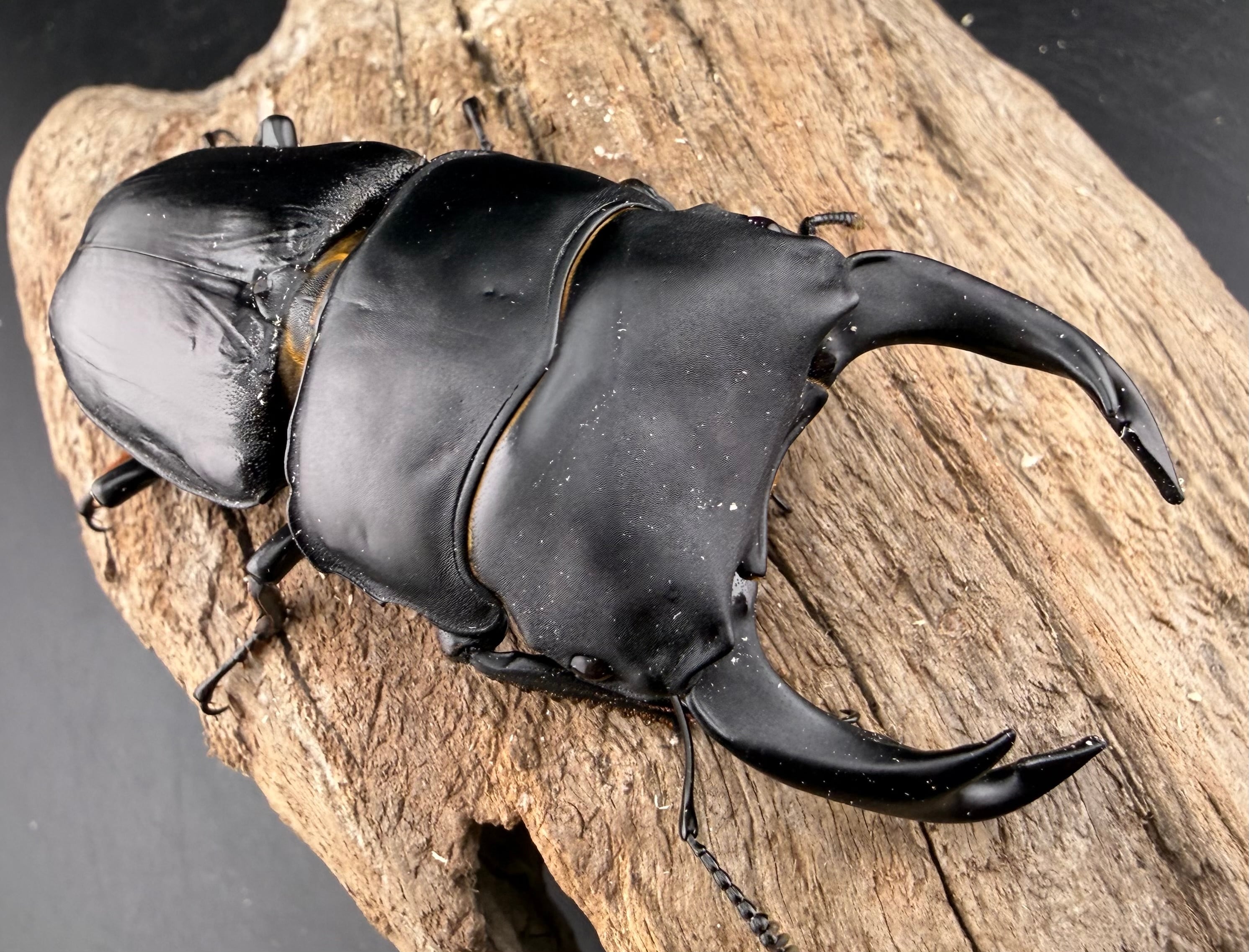 オオクワガタ 能勢YG血統 84mm ペア》 | KPW公式オンラインショップ