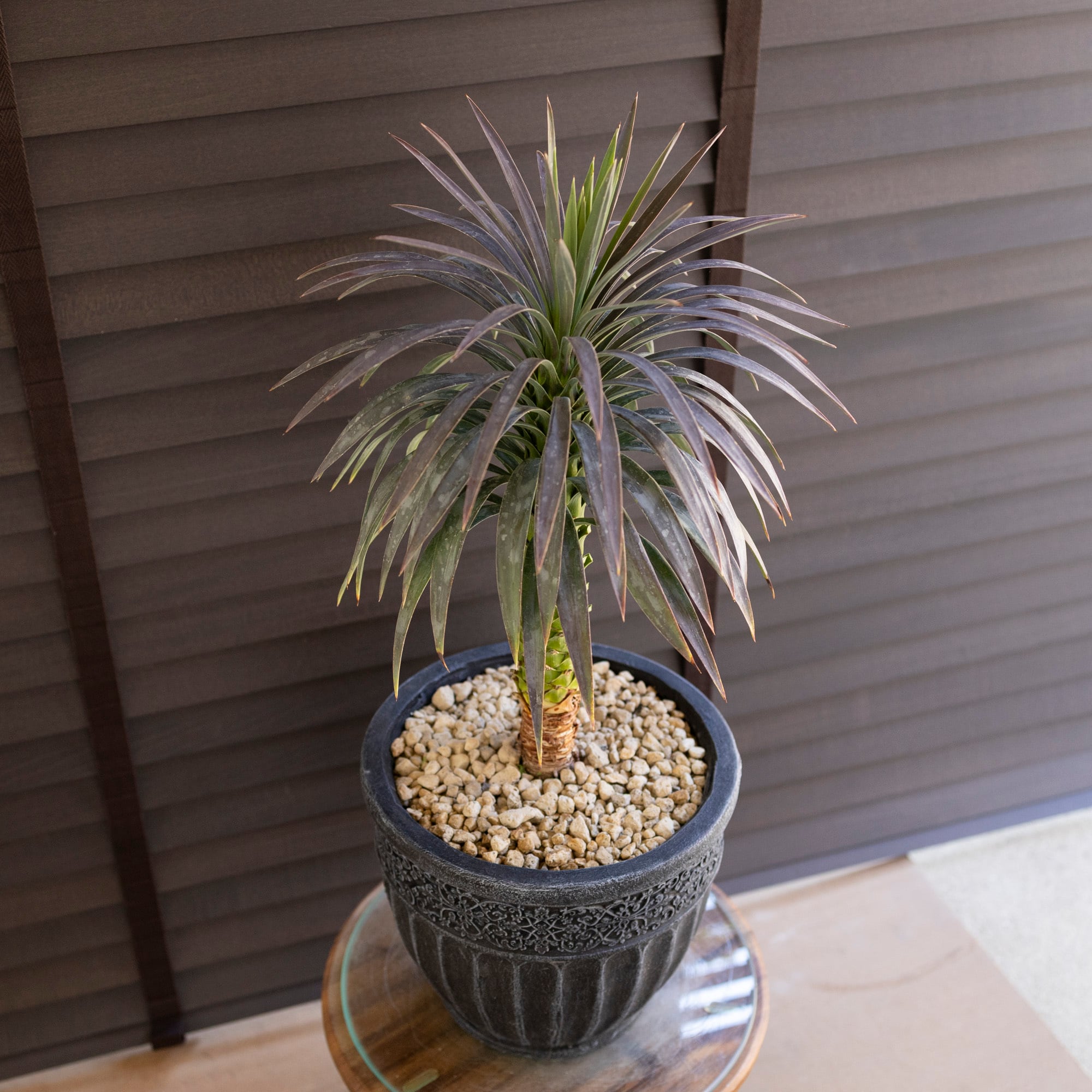現品】幹立ち！ユッカ・デスメティアーナ 7号 （B） 観葉植物 花