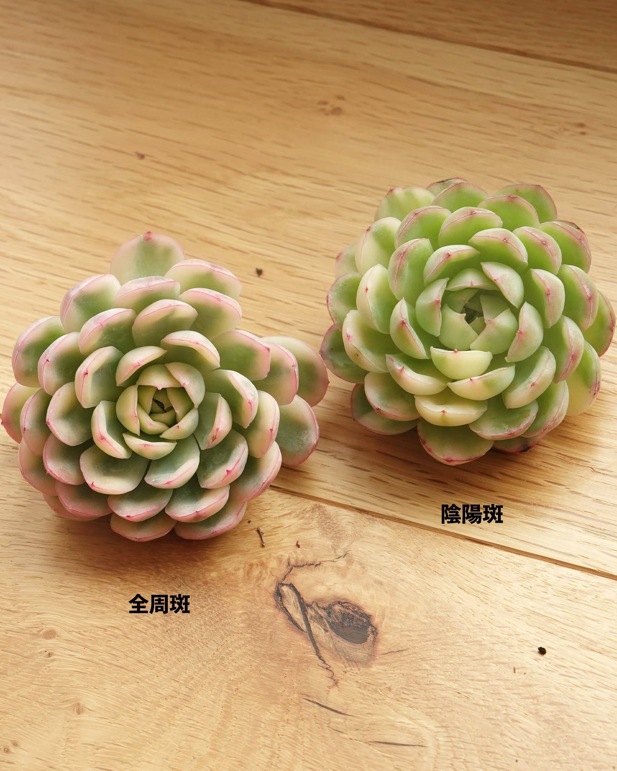 Top【選抜株】多肉植物　24958ストロベリー アイス錦 32個　鉢無し/脱土 カット苗 ストロベリーアイス錦 上斑 Echeveria Echeveria 'Strawberry
