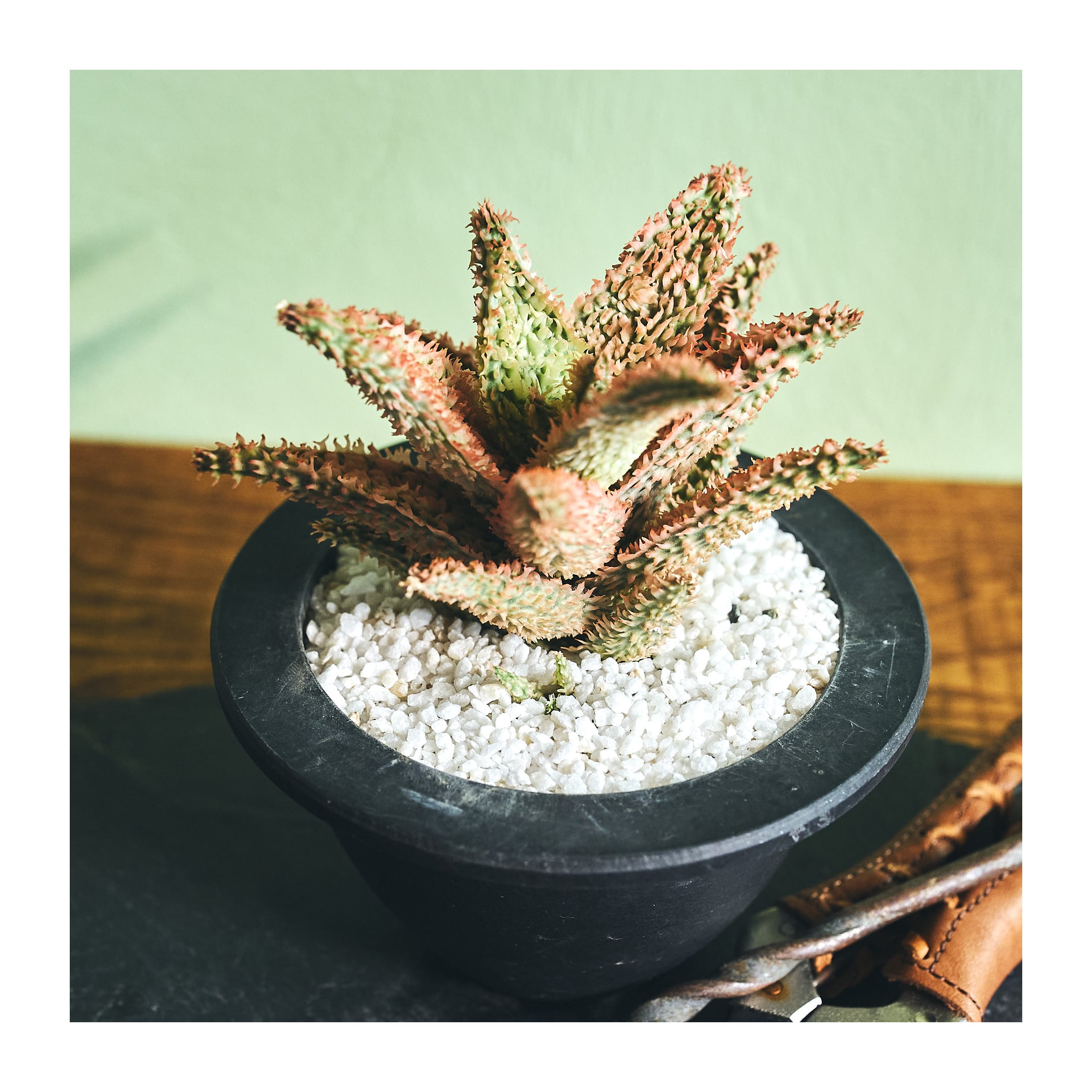 Aloe tempura アロエ テンプラ tem1 | いい日あたり Aloe tempura アロエ テンプラ tem1 | いい日あたり
