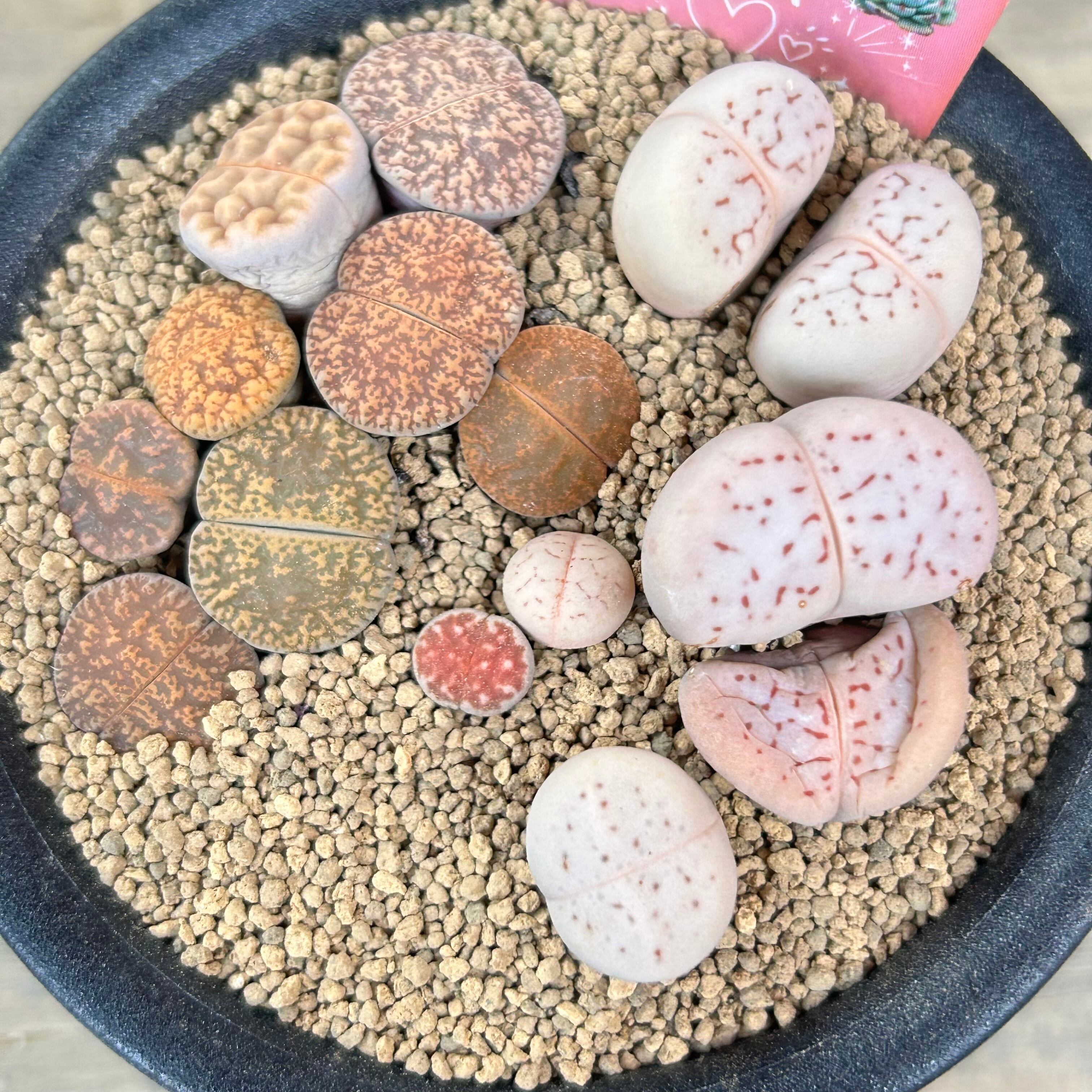 リトープスMIX | RuPo 多肉植物専門店
