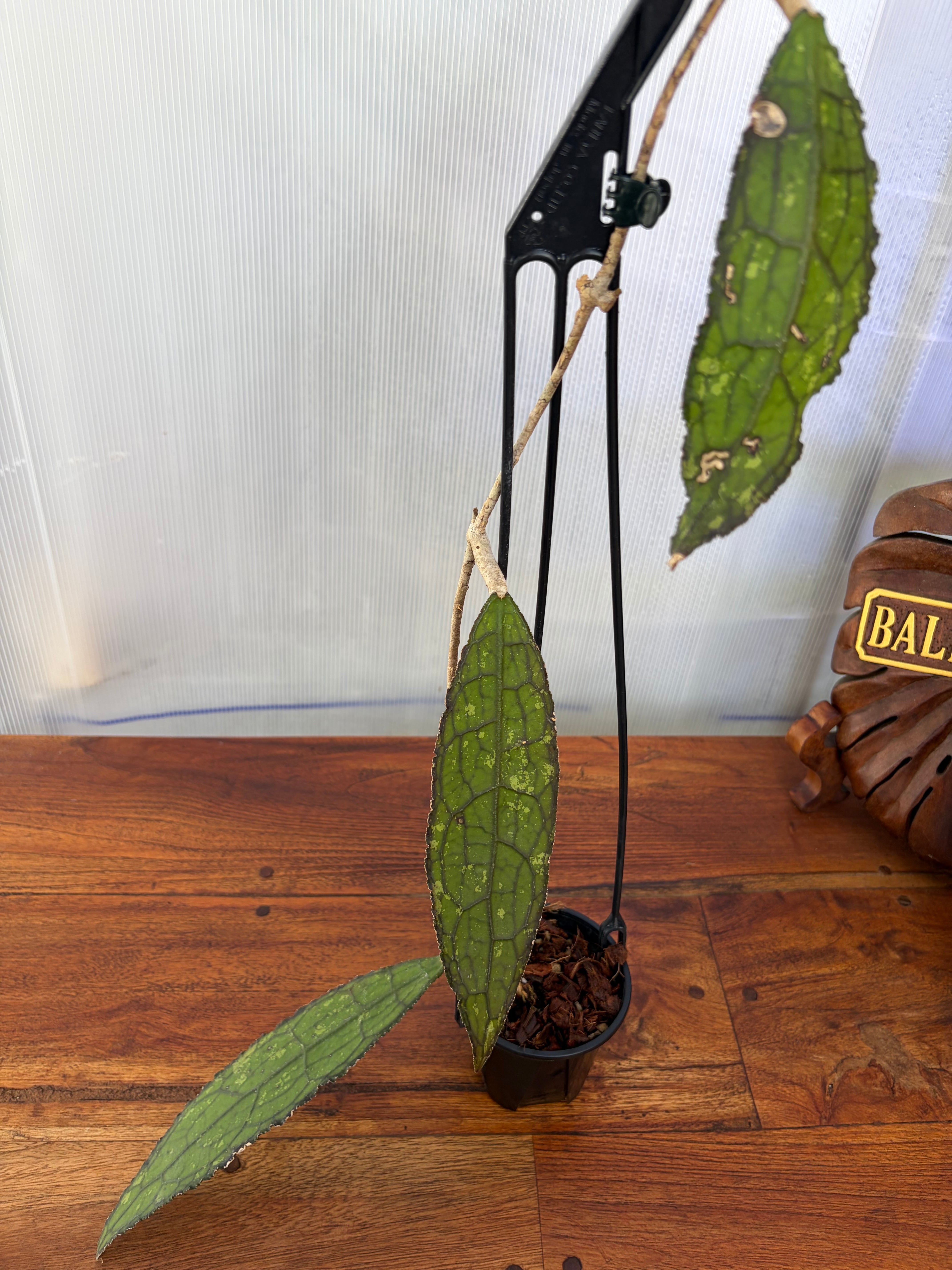 Hoya | BALI-AN 園芸