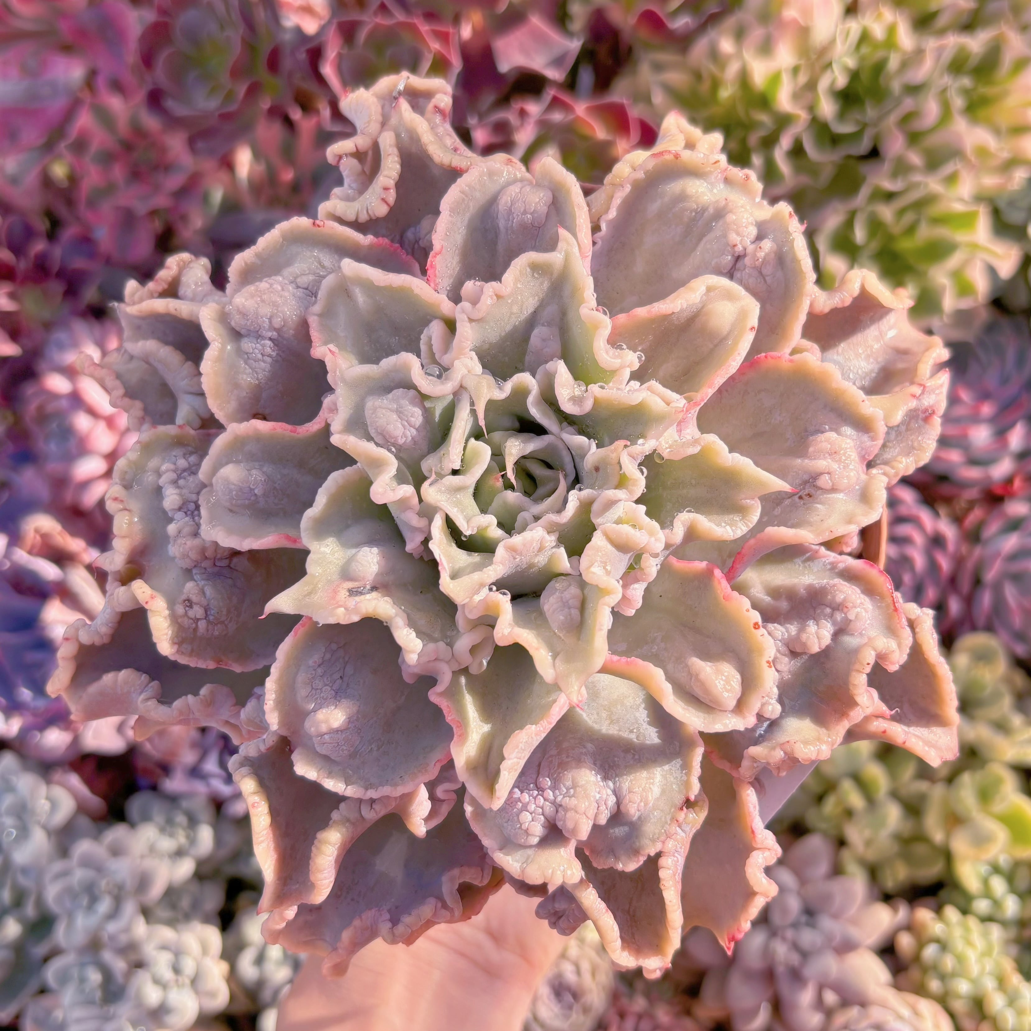 現物　コブマディバ#623　特大　新入荷　るる農園