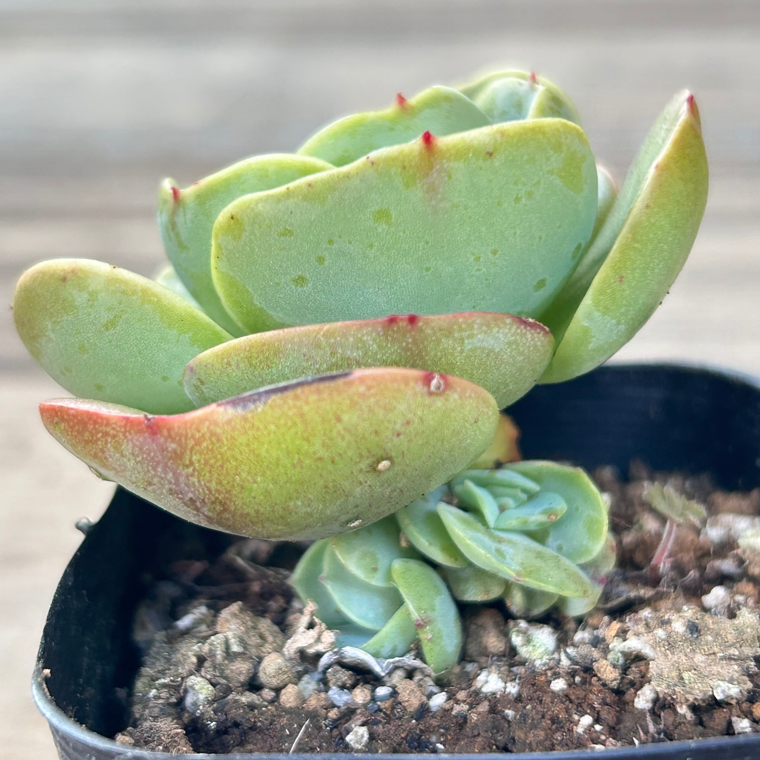 ピーチプリデ | RuPo 多肉植物専門店