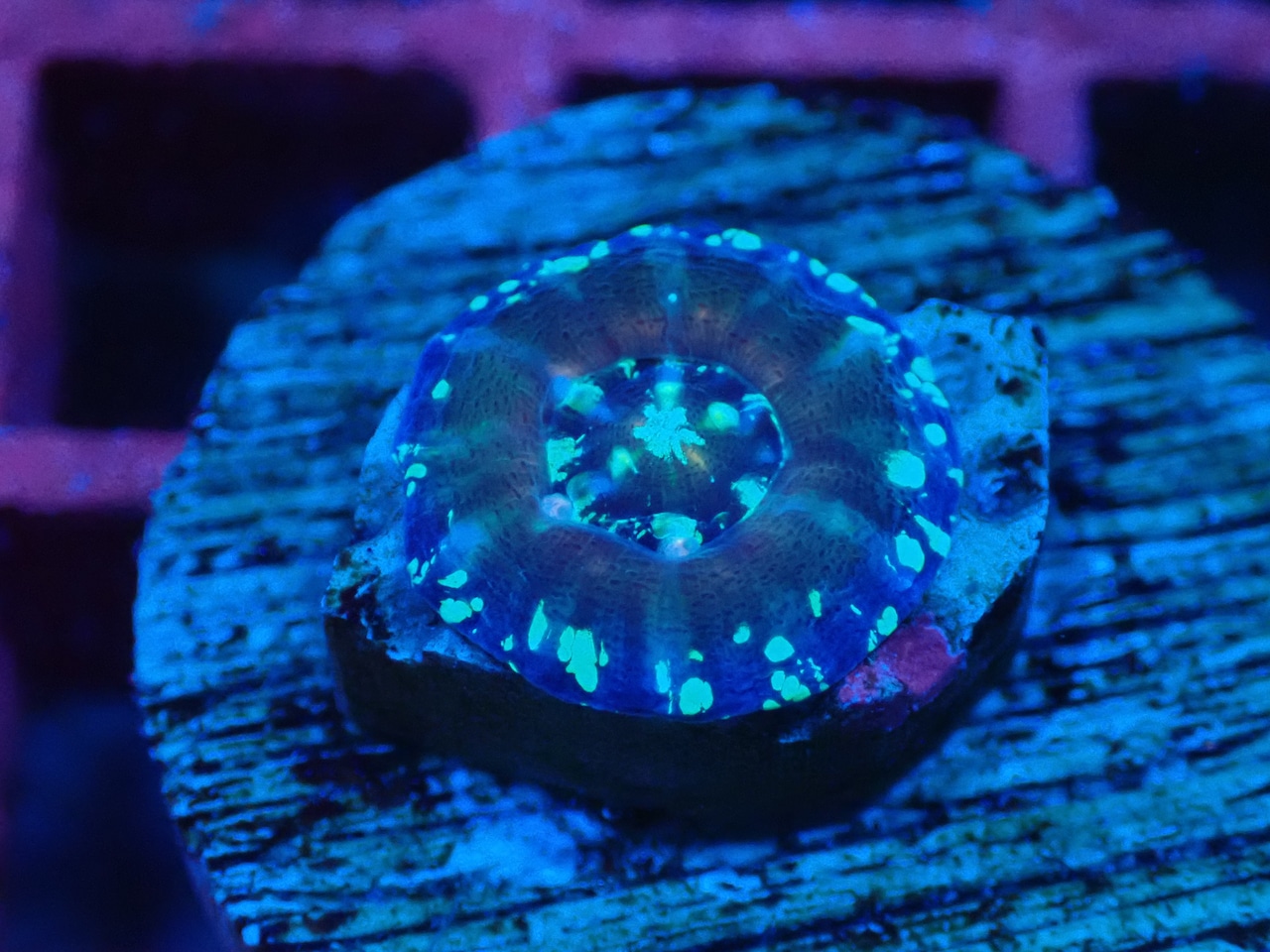 Scolymia Baby "Unique" 9