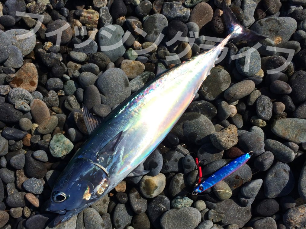 FINA 速掛 size8 D] さよなら”速掛” – 私の愛したベスト・トレブル - DeeeP STREAM