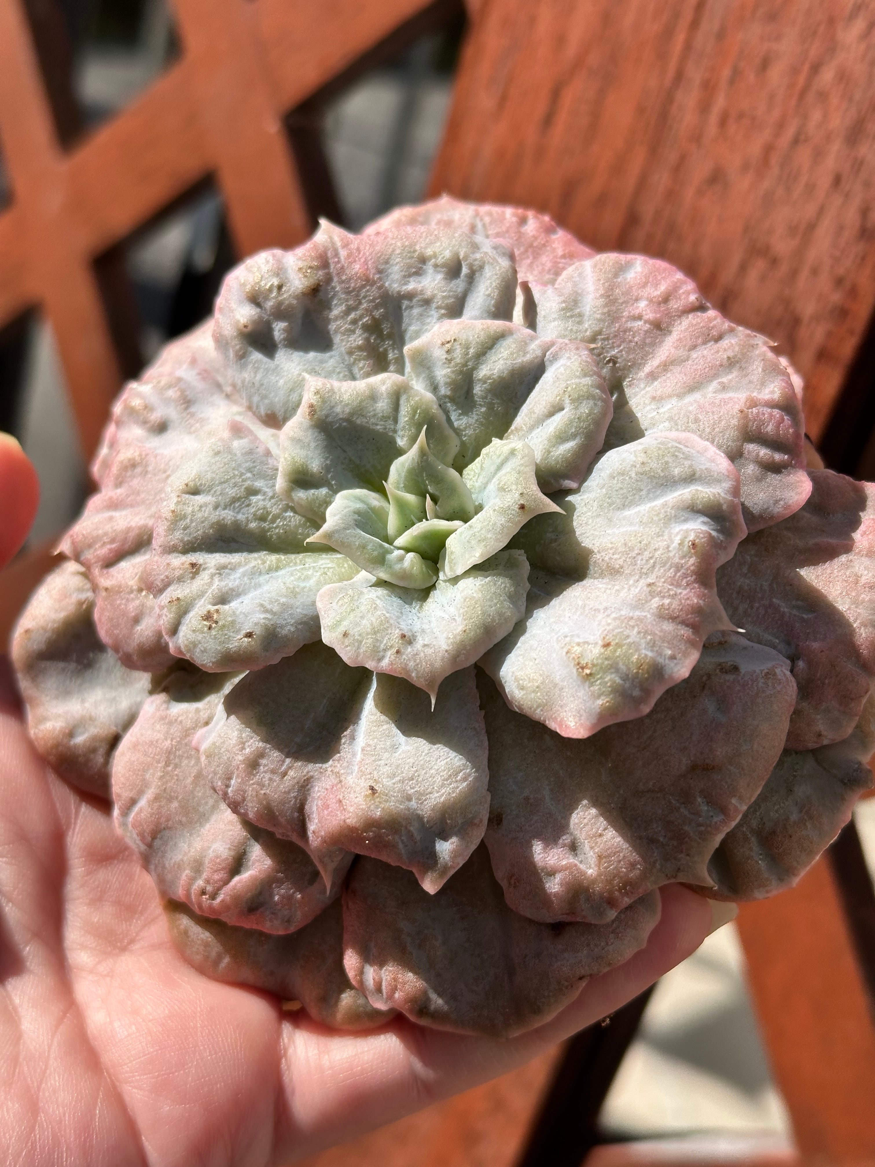 Top【選抜株】多肉植物　360010スリリング　パール　20個　鉢無し/脱土 多肉植物 スリラーパール 特大 美苗 韓国苗 649 | PAY ID