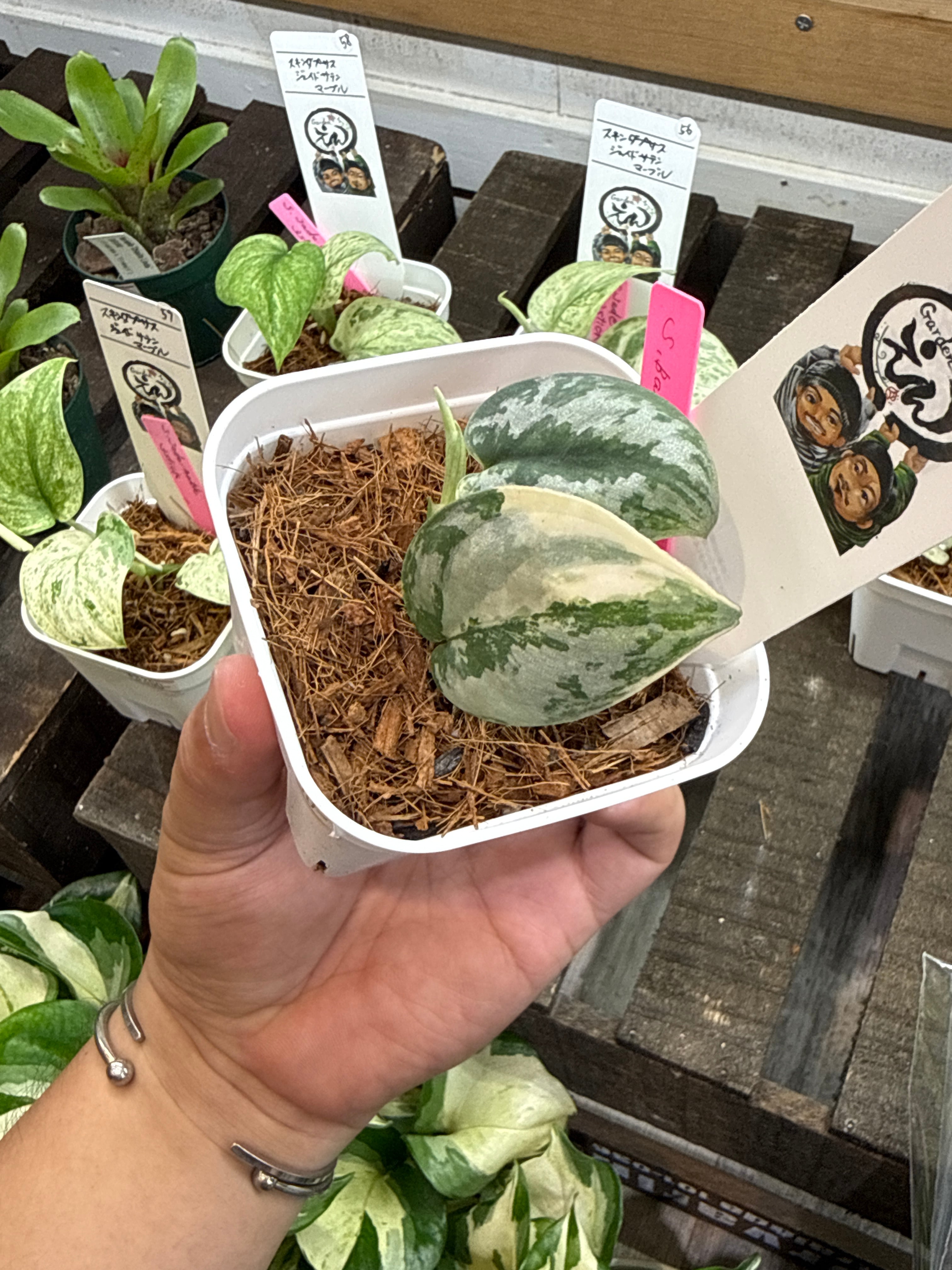 54. スキンダプサス バクダパティ | Gardenえん 【観葉熱帯植物】