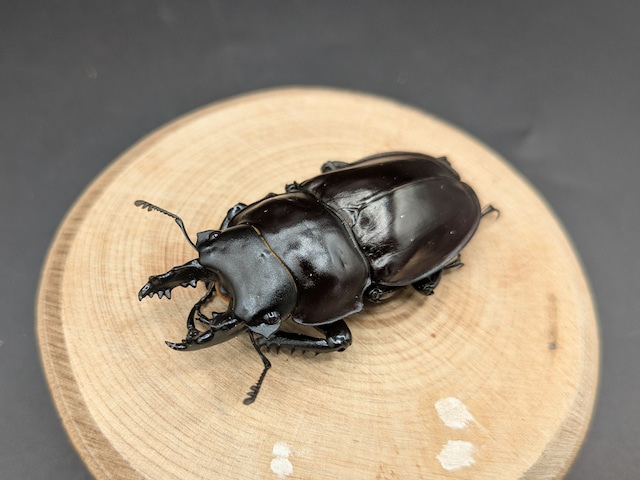 ヤエヤママルバネ　♂55ｍｍ♀48ｍｍ