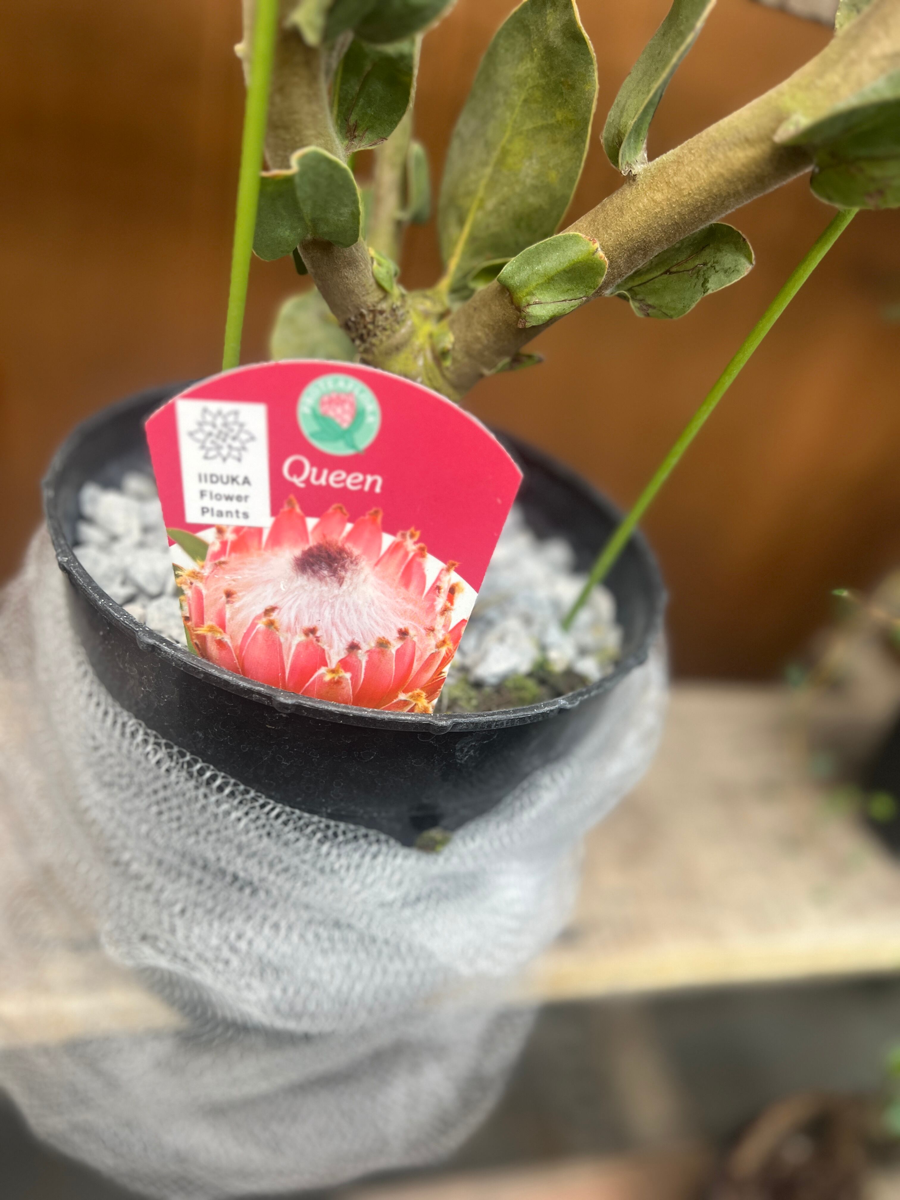 GreenPeace様 クイーンプロテア 6号鉢 プロテア マグニフィカ GreenPeace様 クイーンプロテア 6号鉢 プロテア マグニフィカ