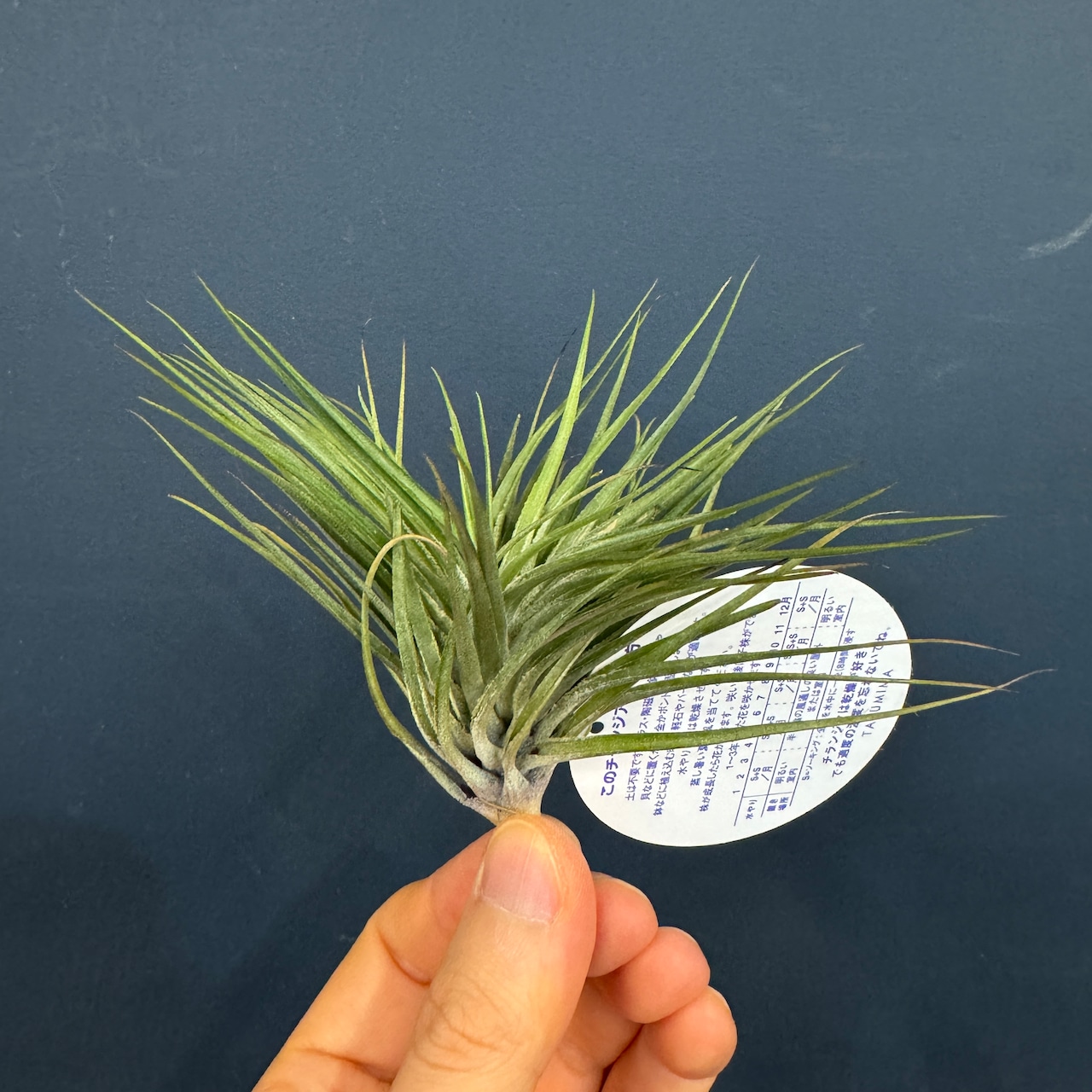 チランジア コットンキャンディ コンパクト【986】