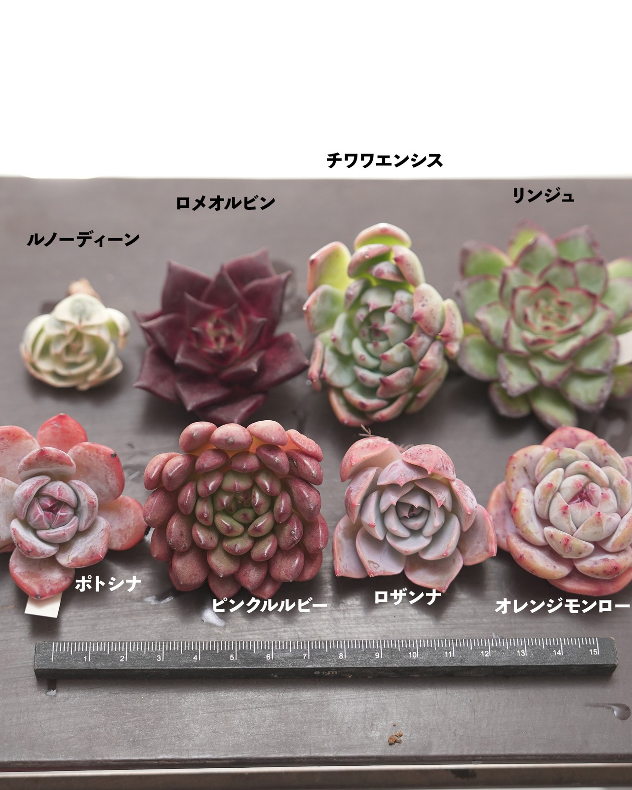 【はじめての方限定】【セットB 人気ミニ株 8種】ポトシナ/ロザンナ/チワワエンシス 他 【送料込】