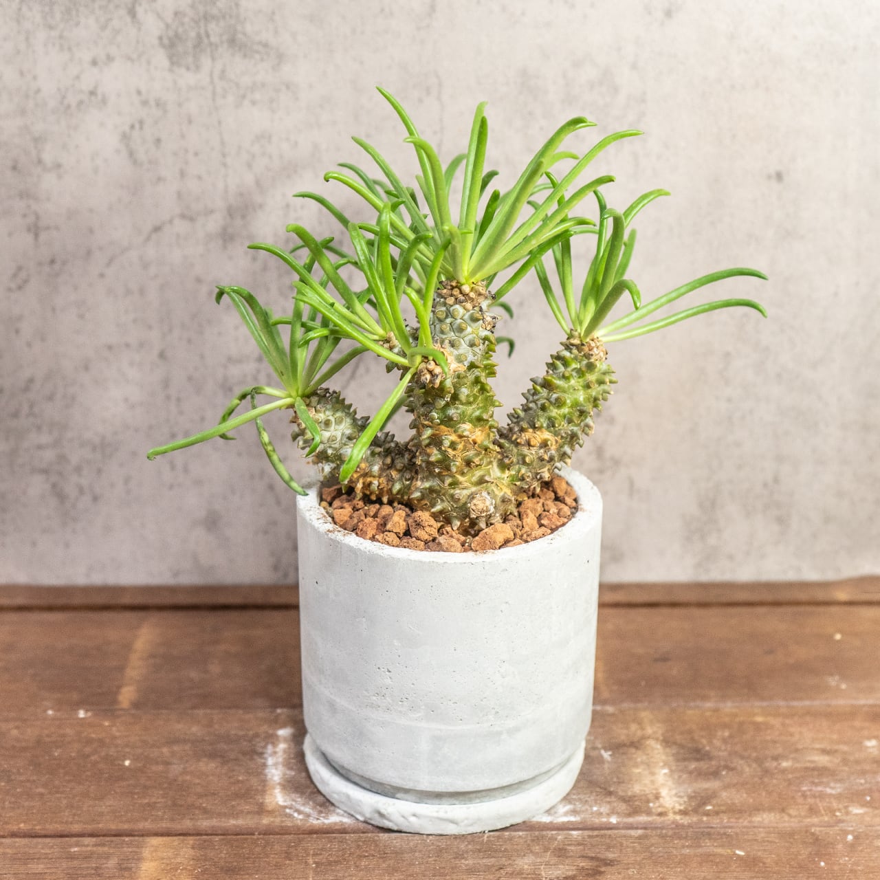 一点物の自作モルタル鉢で愉しむチレコドン・ワリチー 無骨な質感が植物を引き立てる 一株ごと仕入れた個性豊かな厳選株。｜虫発生抑制