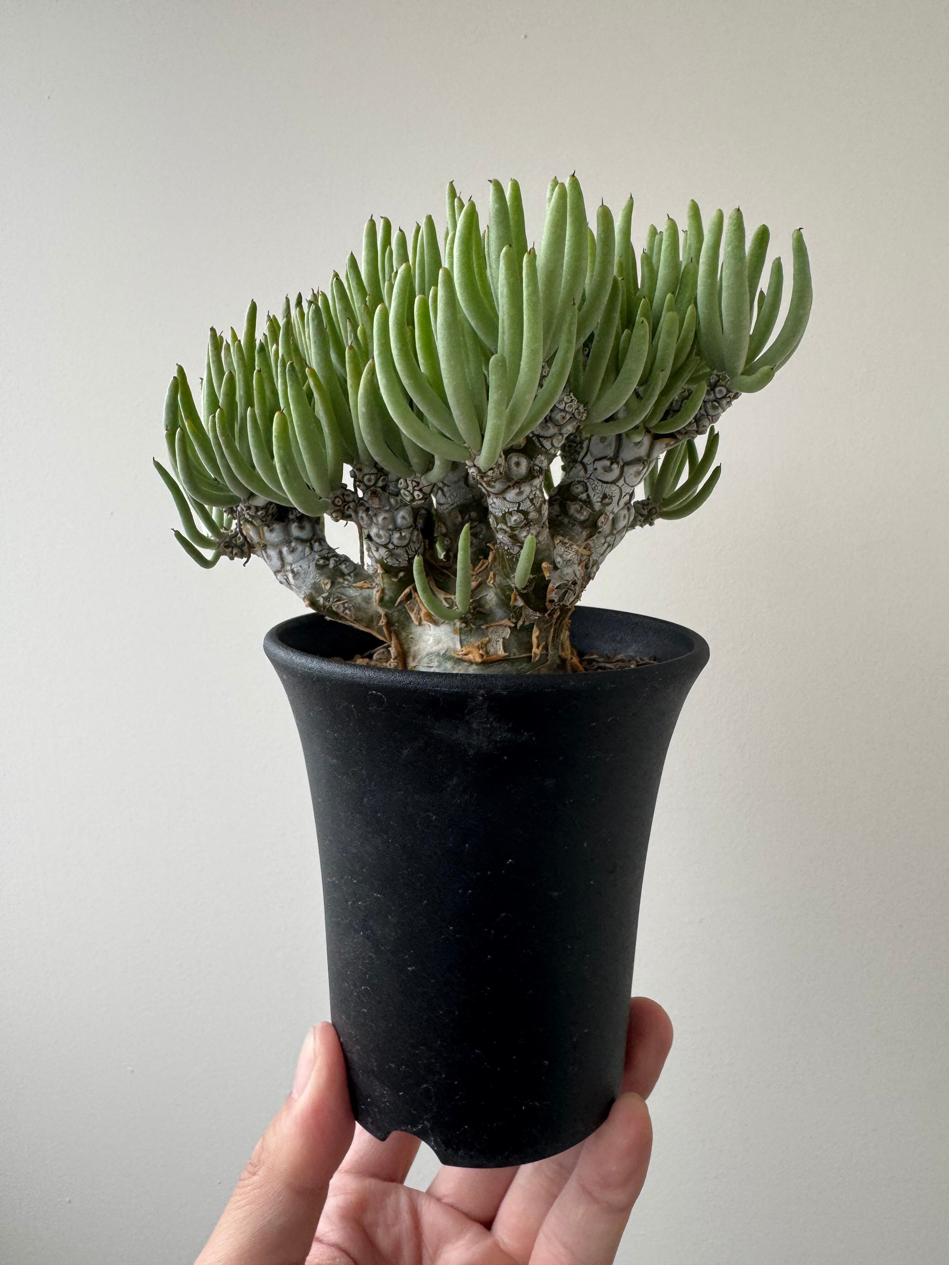 【極上品】Tylecodon pearsonii 【長年作り込まれた冬型塊根】チレコドン ペアルソニー 白象