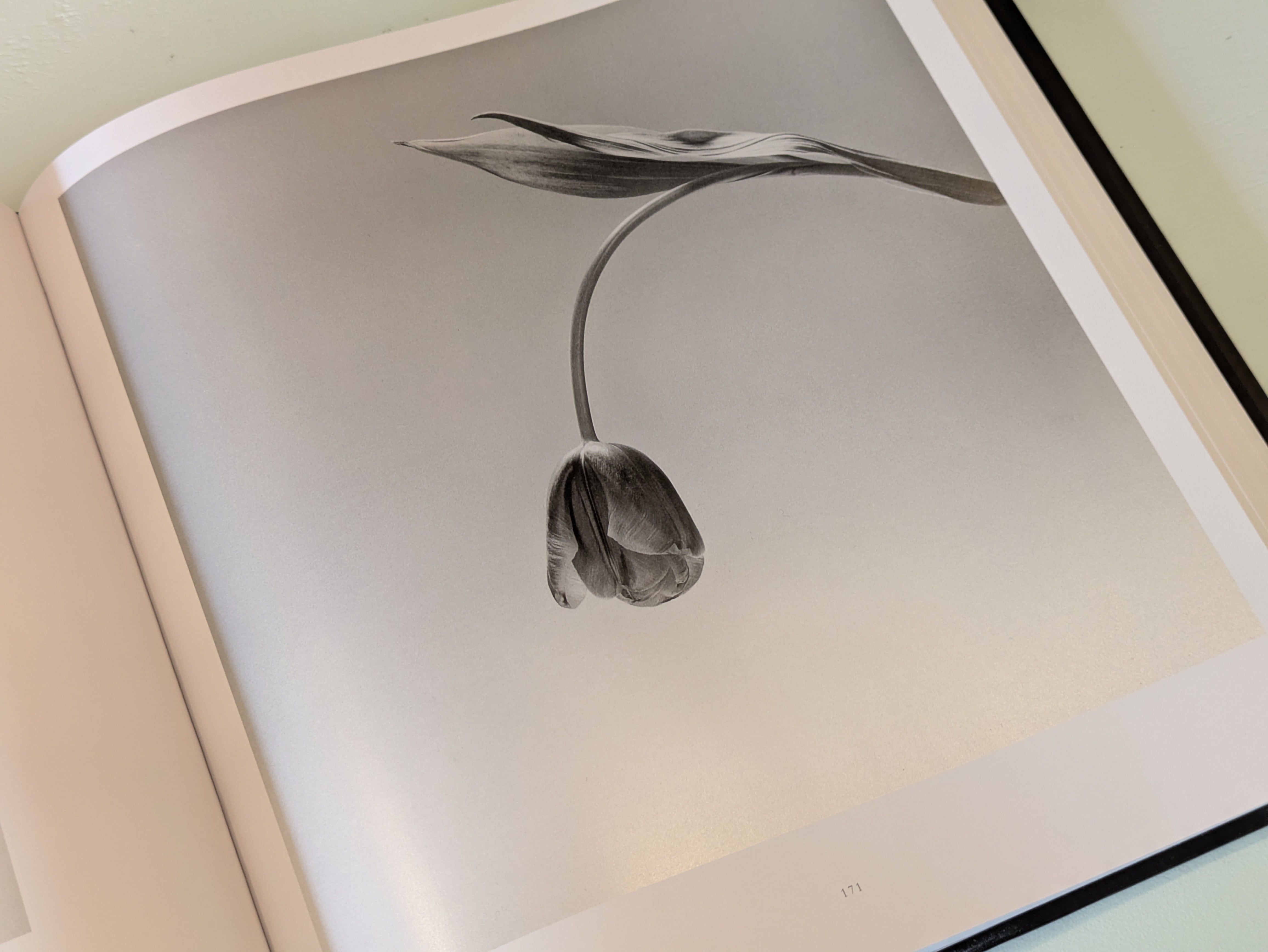 Mapplethorpe Flora : The Complete Flowers : Robert Mapplethorpe
