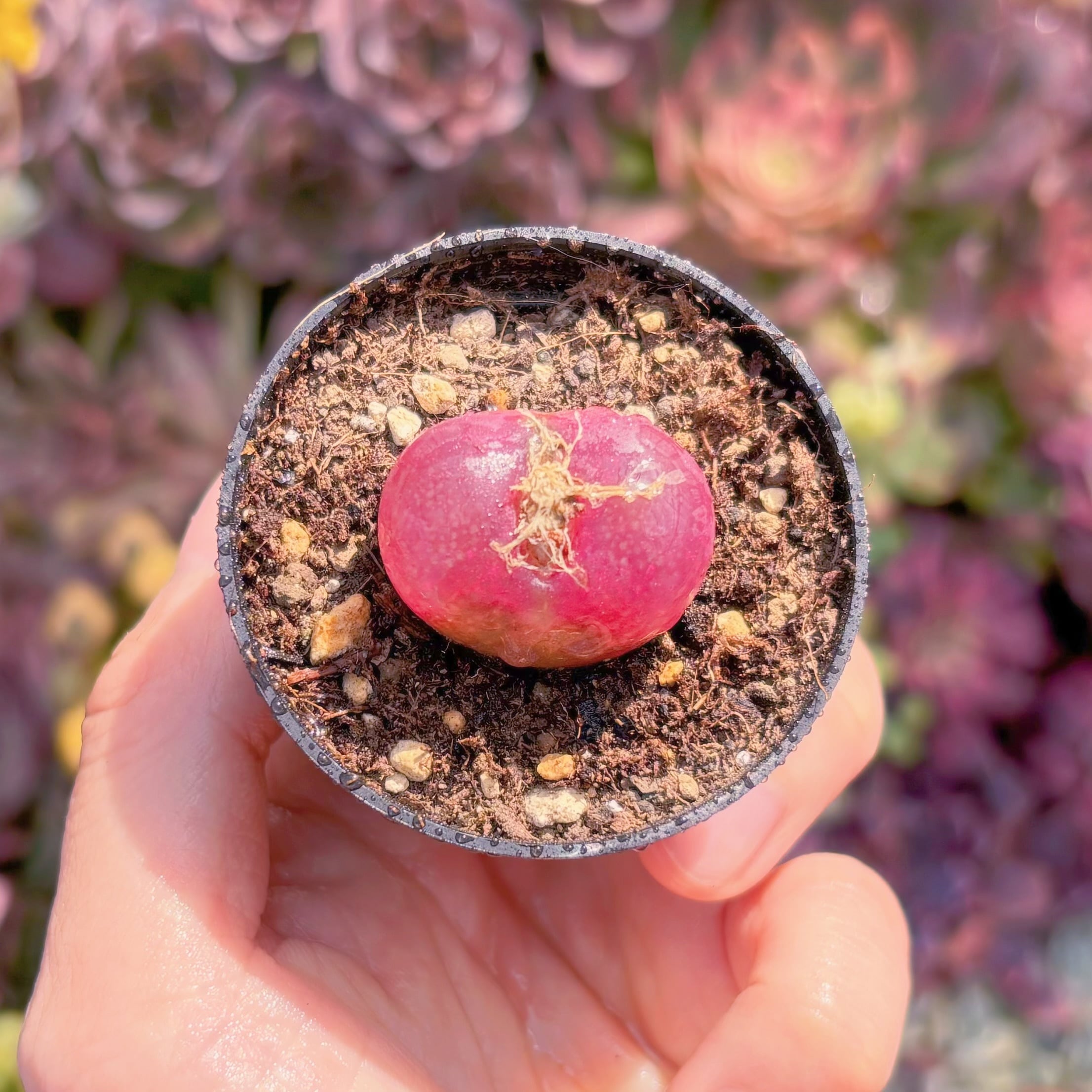 現品　マウガニー#F220　るる農園