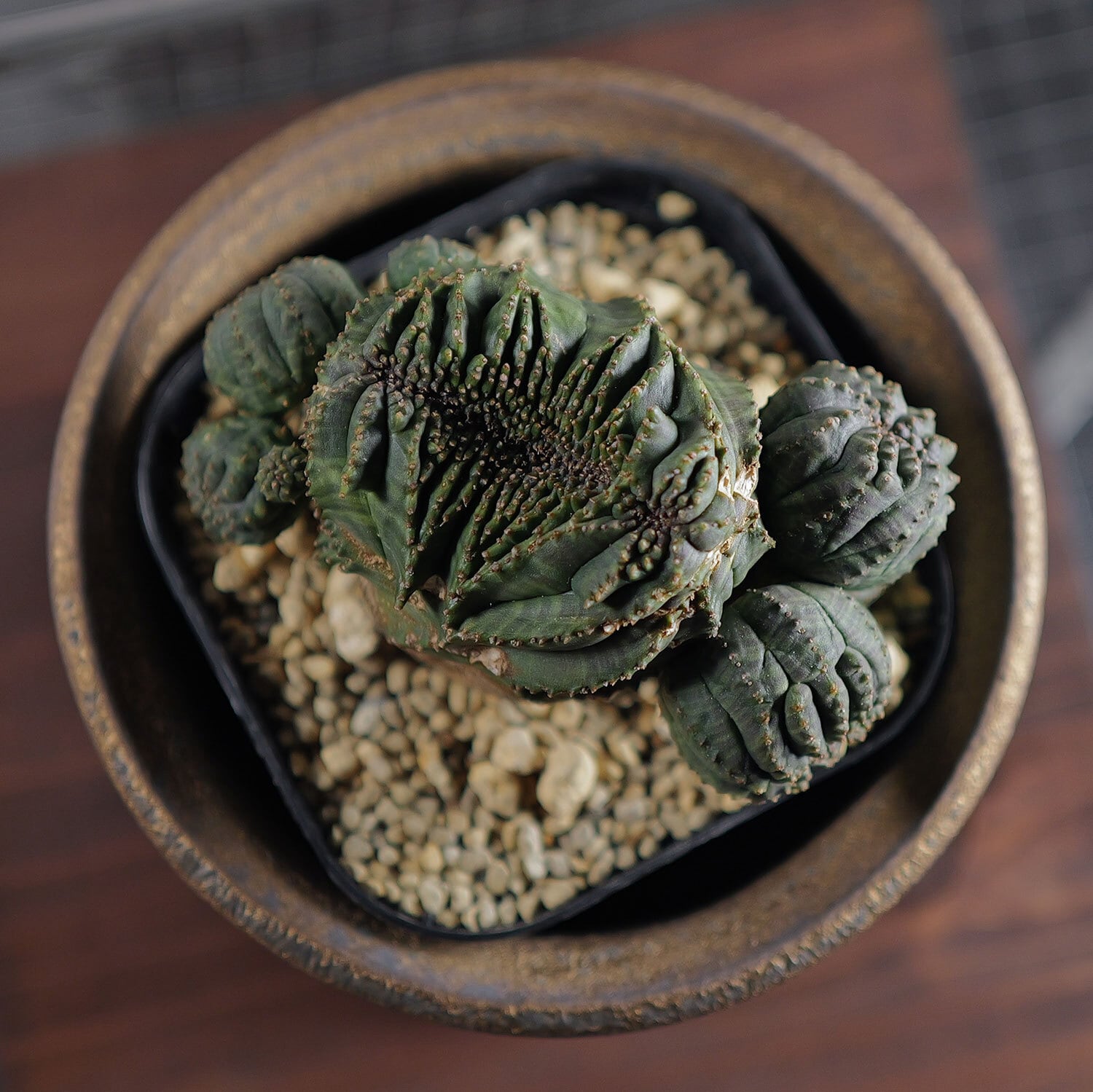 超厳選株】大株 最大幅約9.6cm 仔吹き 円扇綴化 オベサ