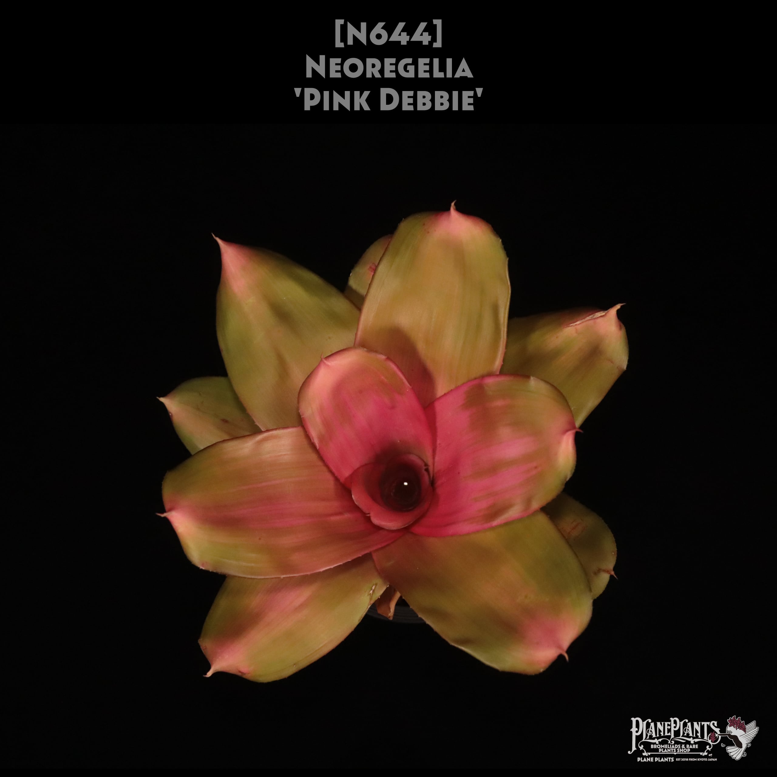 □ IN STOCK [販売中商品] | plane plants