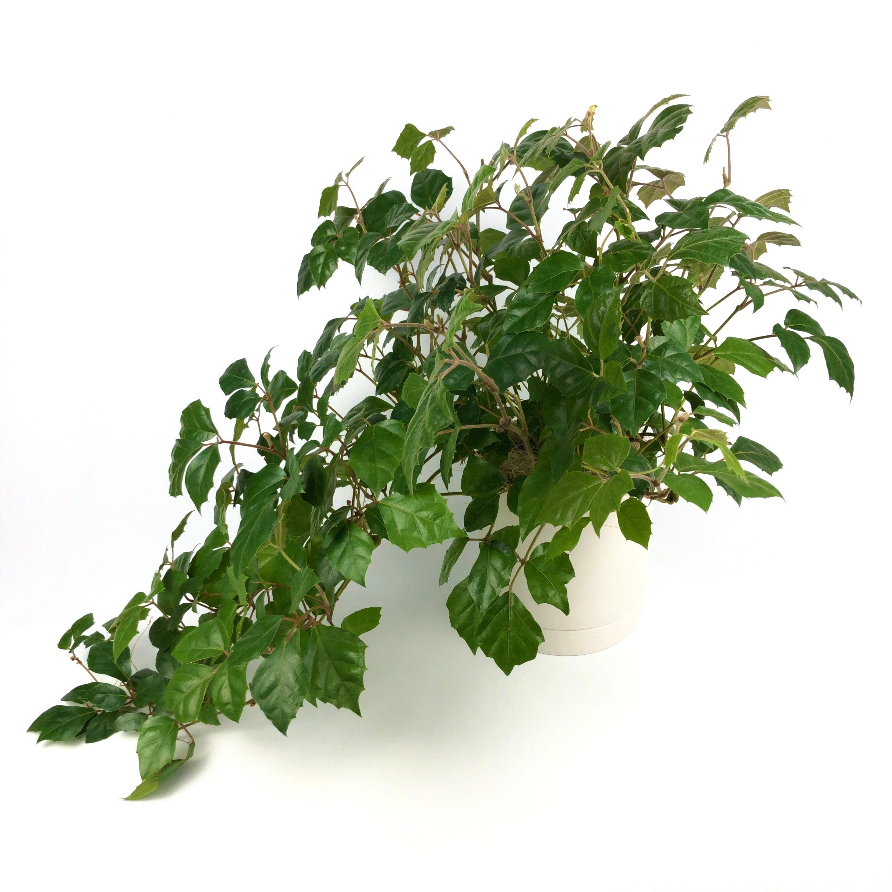 グレープアイビー