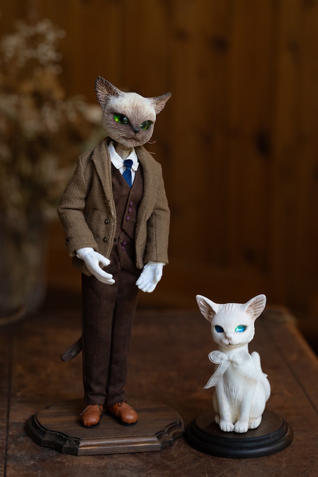 青眼の子猫