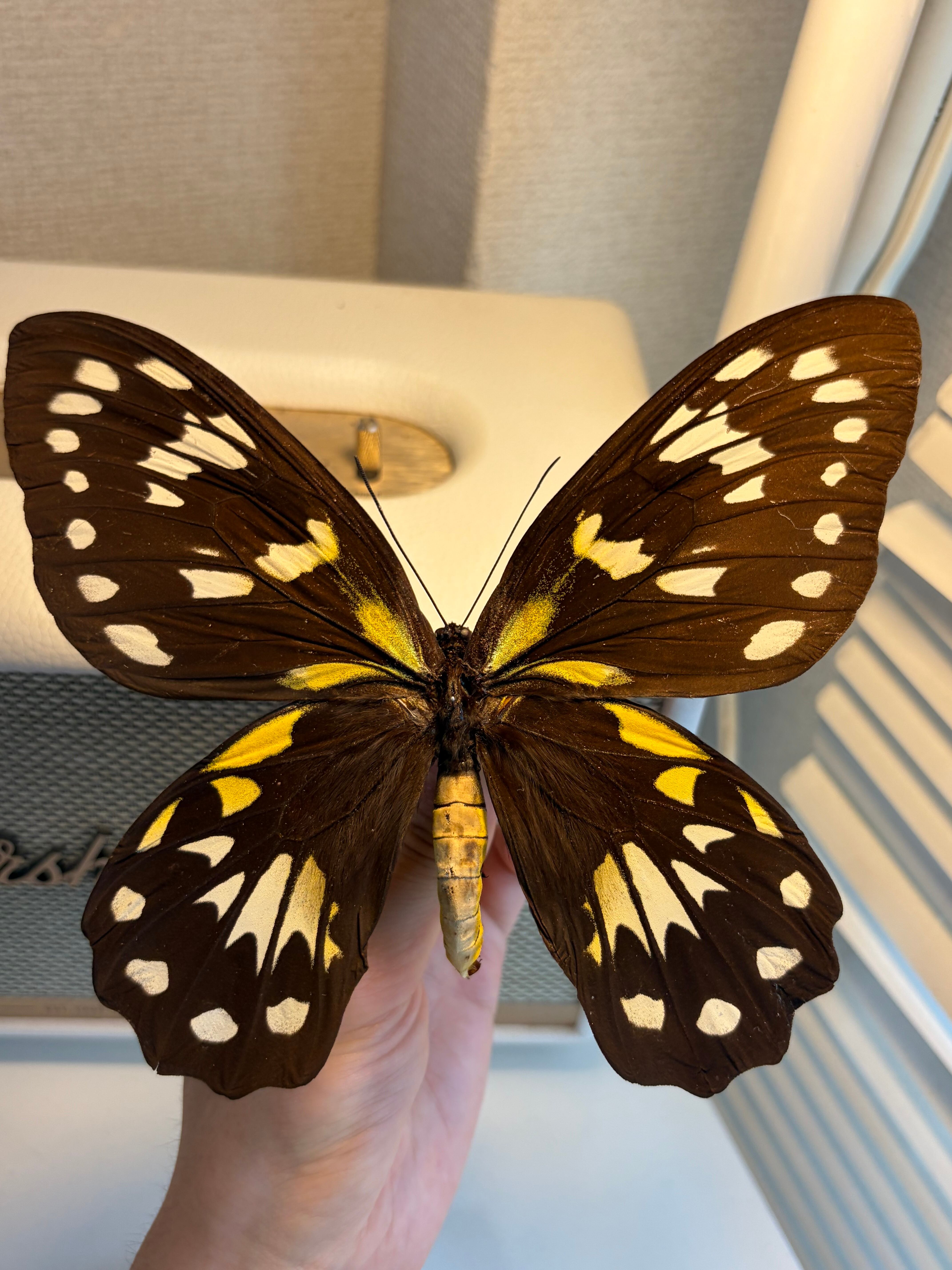 【亜種名付】ビクトリアトリバネアゲハ 標本 モルフォチョウピカソモス アグリアス 超特大】ビクトリアトリバネアゲハ 標本 モルフォチョウピカソモス