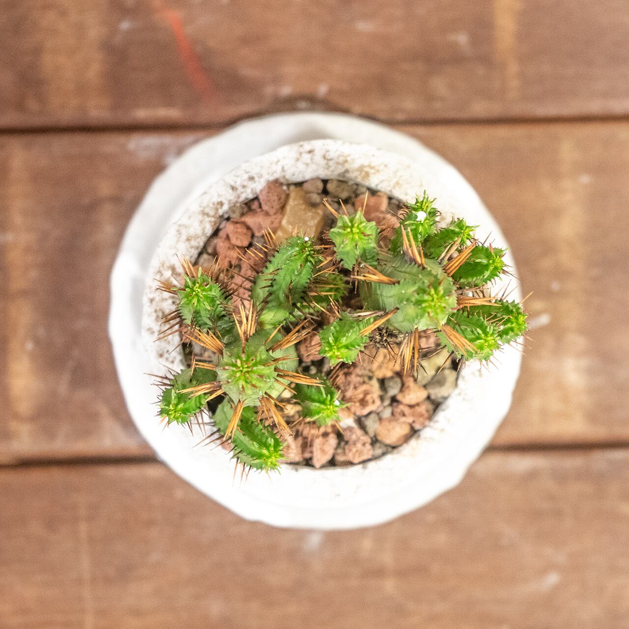 紅彩閣（ユーフォルビア・エノプラ）｜赤棘と柱状フォルムが魅力のスタイリッシュ多肉【手作りモルタル鉢】