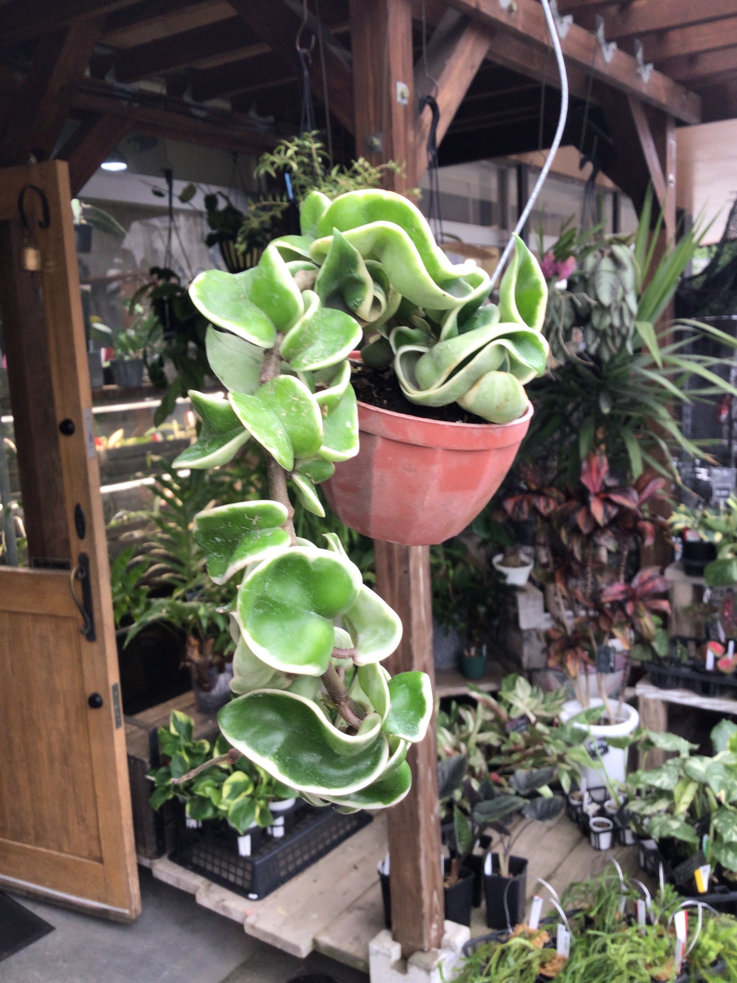 S98 スキンダプサス ブラックドラゴン | MIDORIYA 観葉植物専門店