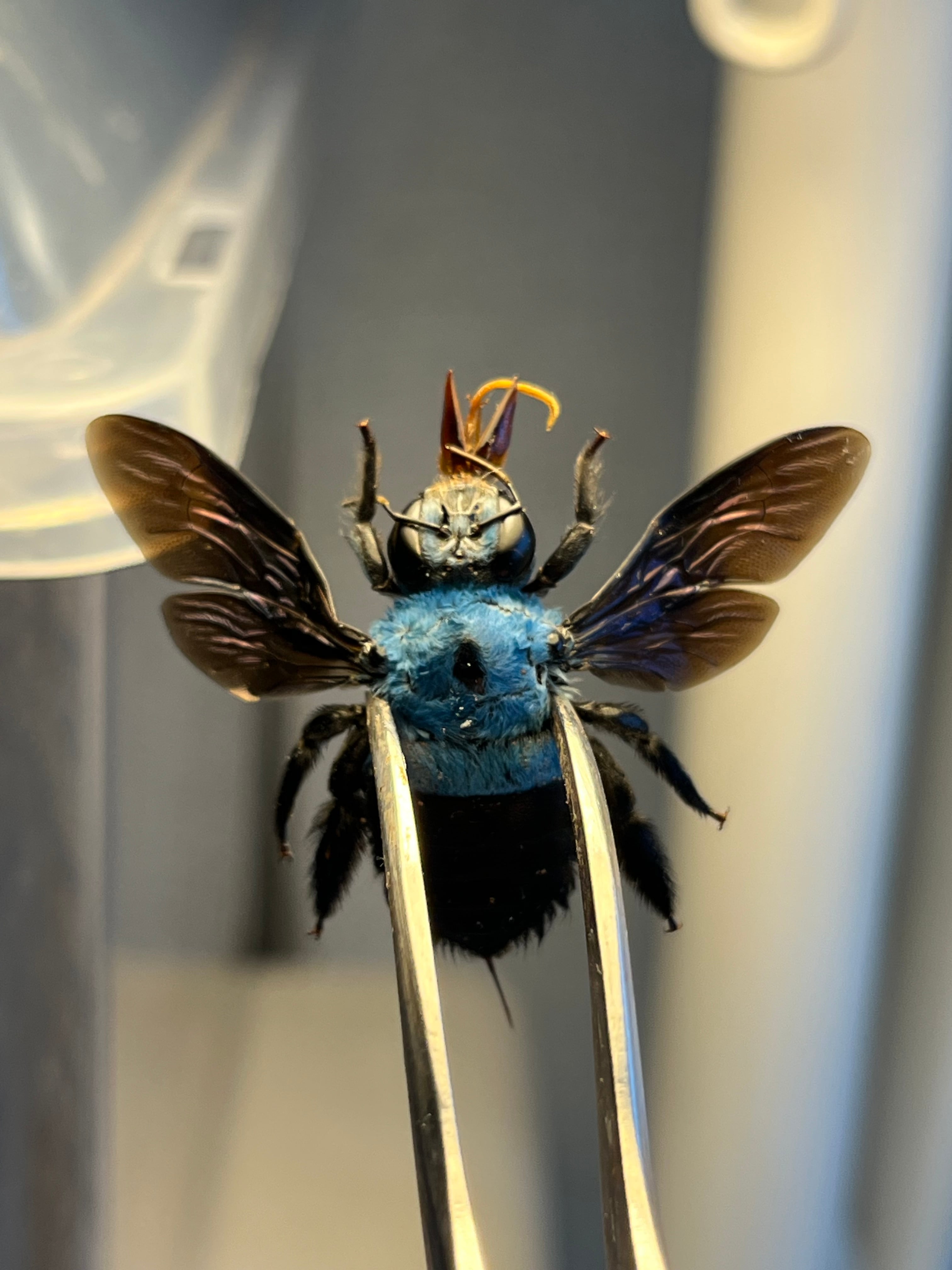 26mm♀】青いクマバチ Xylocopa caerulea タランチュラホーク雀蜂ハチ