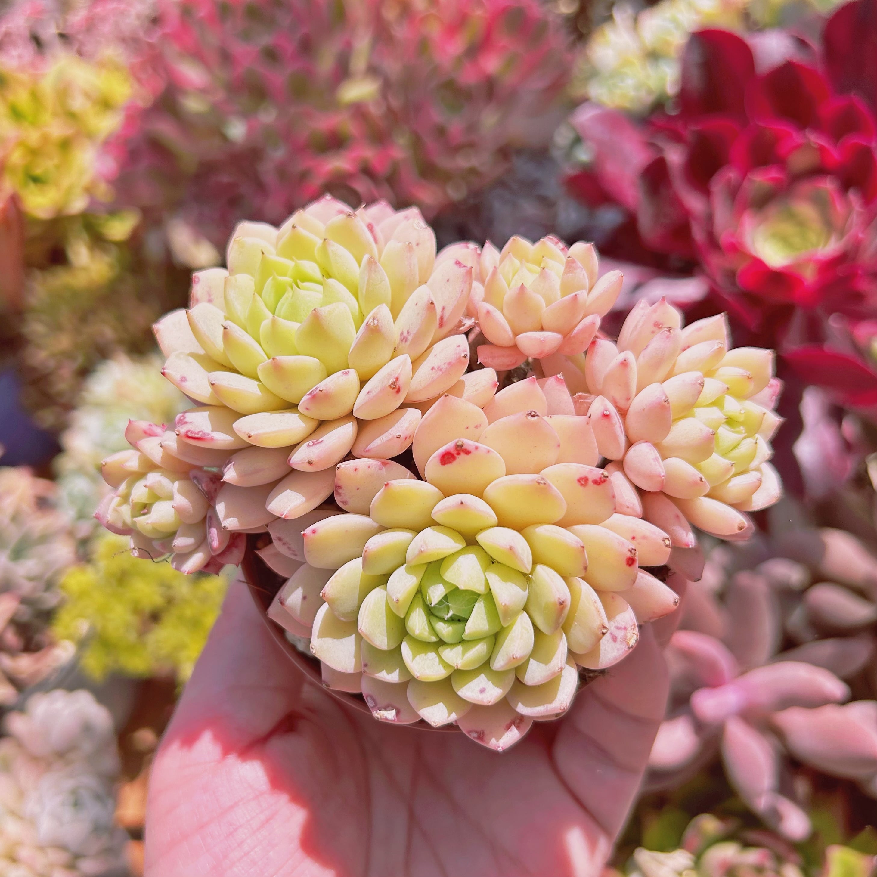 多肉植物　Echeveria マチカ　3～4頭　大群生