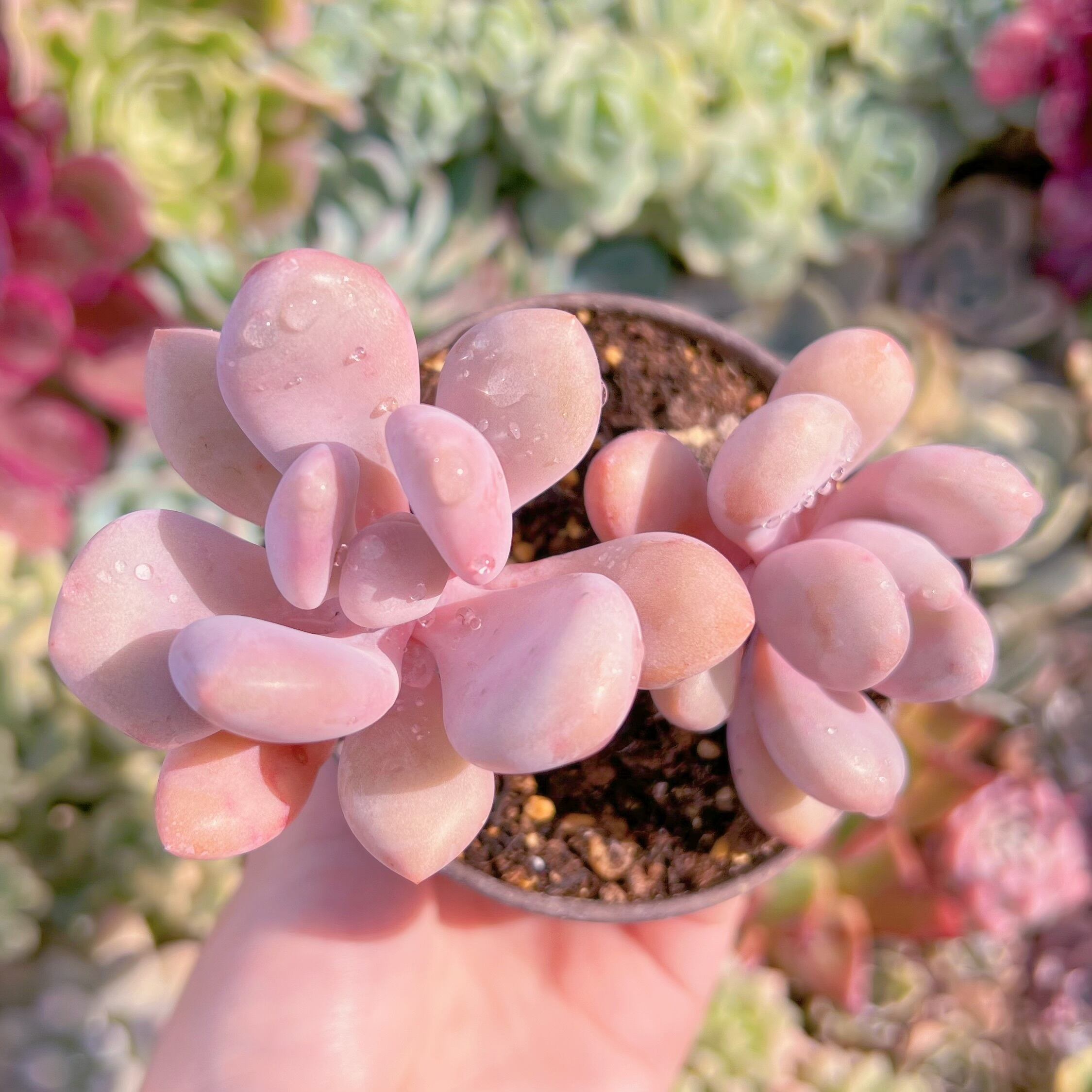 現品　ピンクシフォン#757　古株　るる農園