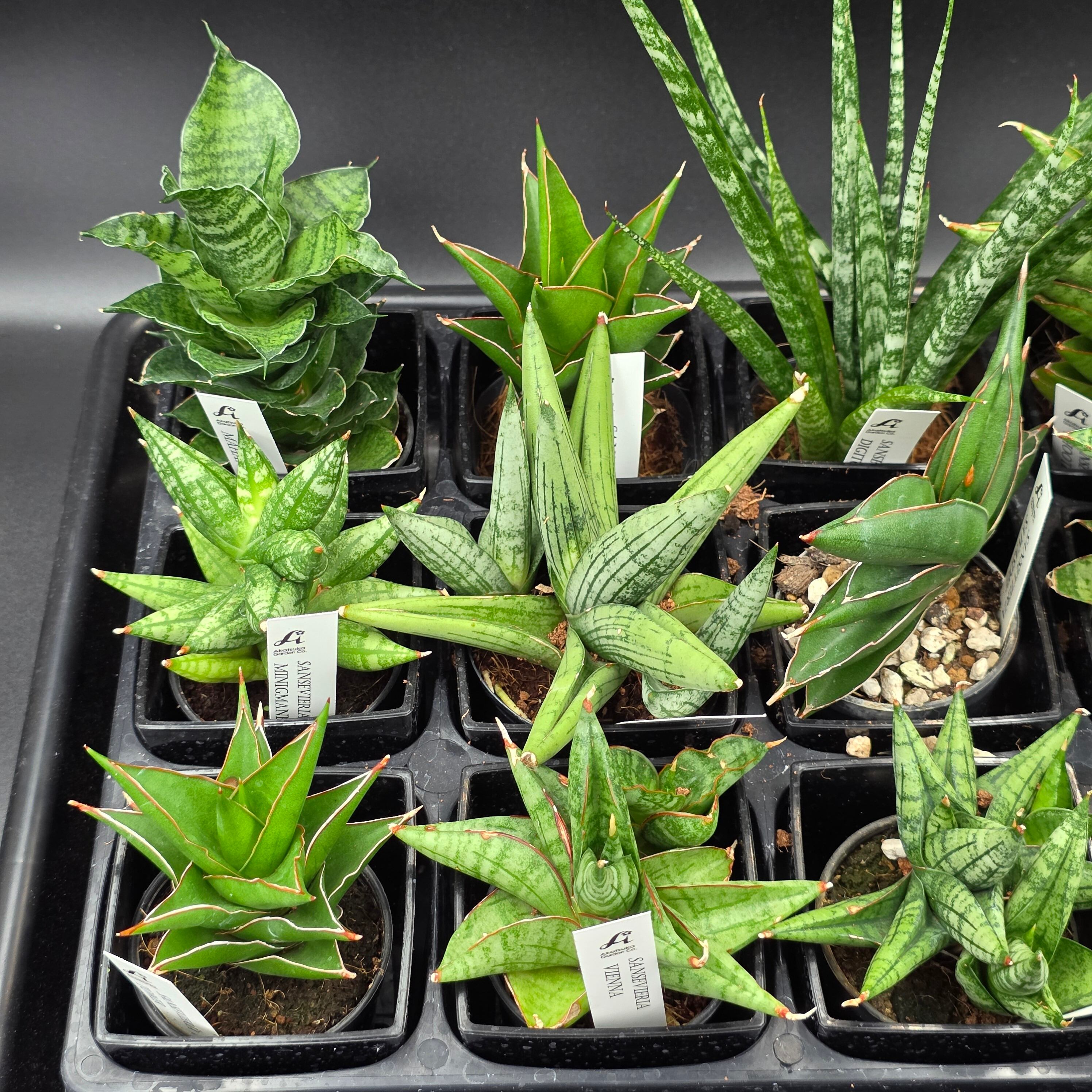 サンスベリア 希少種12品種アソートセット | BRIDGE GARDEN