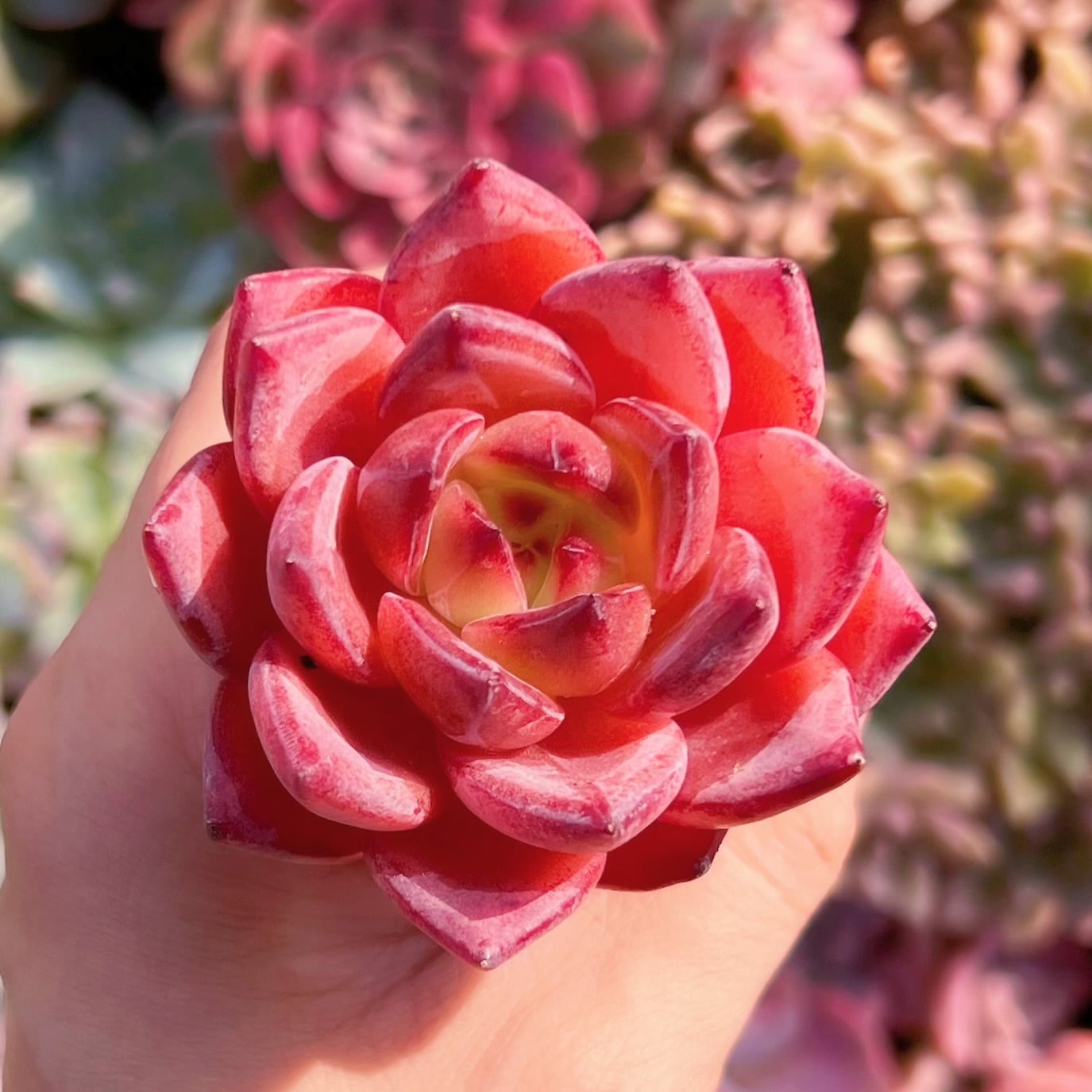 多肉植物　シャンペーンxルビン　新入荷