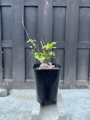 【新着】Dioscorea elephantipes 亀甲竜【コスパ良い実生苗】ディオスコレア エレファンティペス