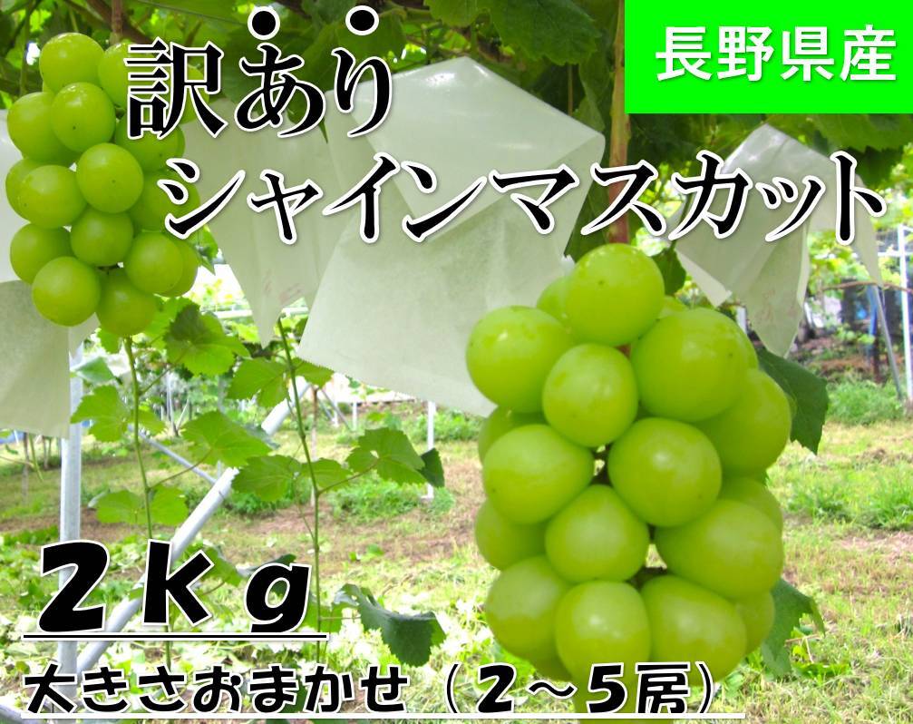 ☆特別商品☆【家庭用】シャインマスカット2㎏ | フルーツファーム中村