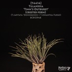 【送料無料】'Timm's Outburst' (crested form)〔エアプランツ〕現品発送T4414