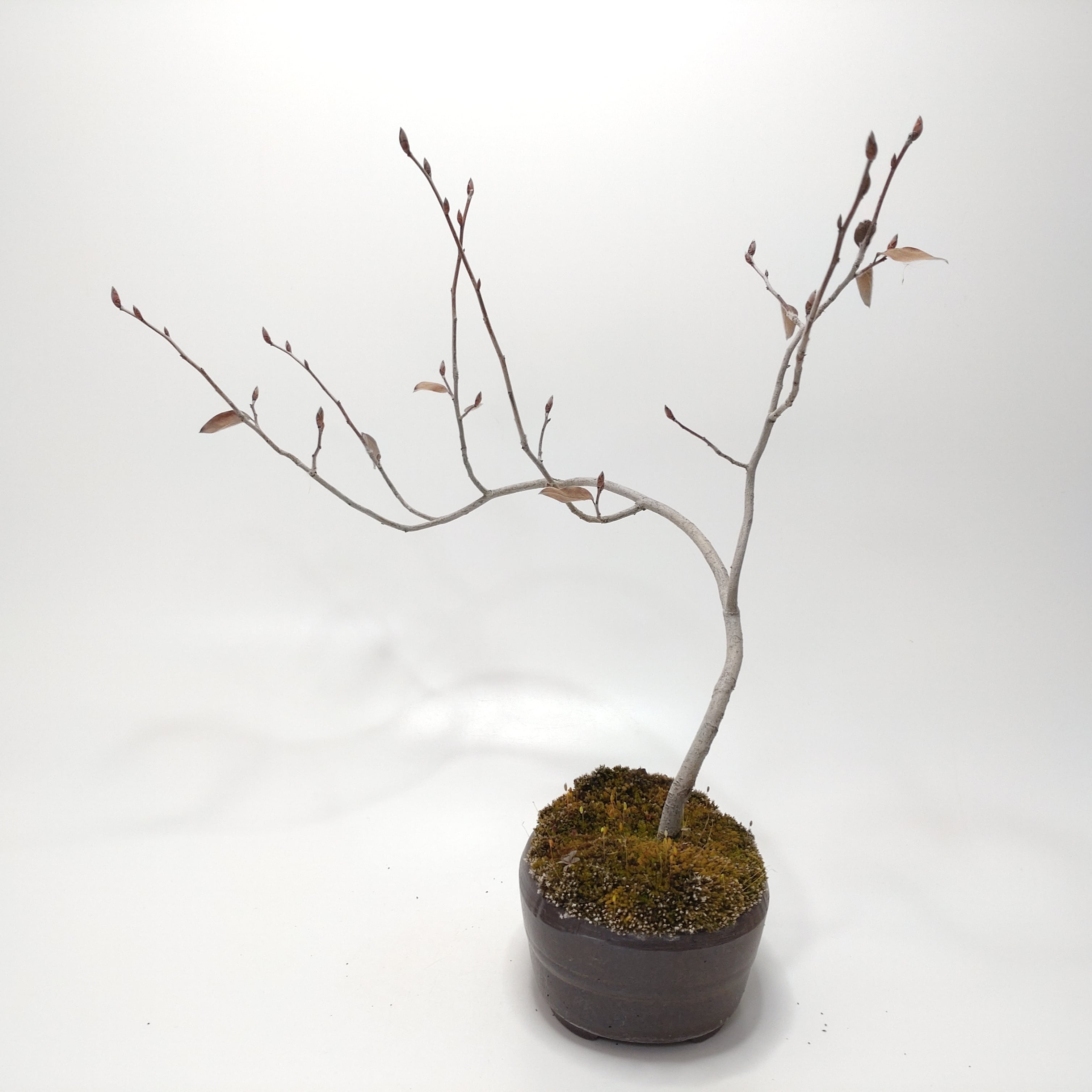 ヤマコウバシ盆栽 SS016 | 盆栽創【Bonsaisou】